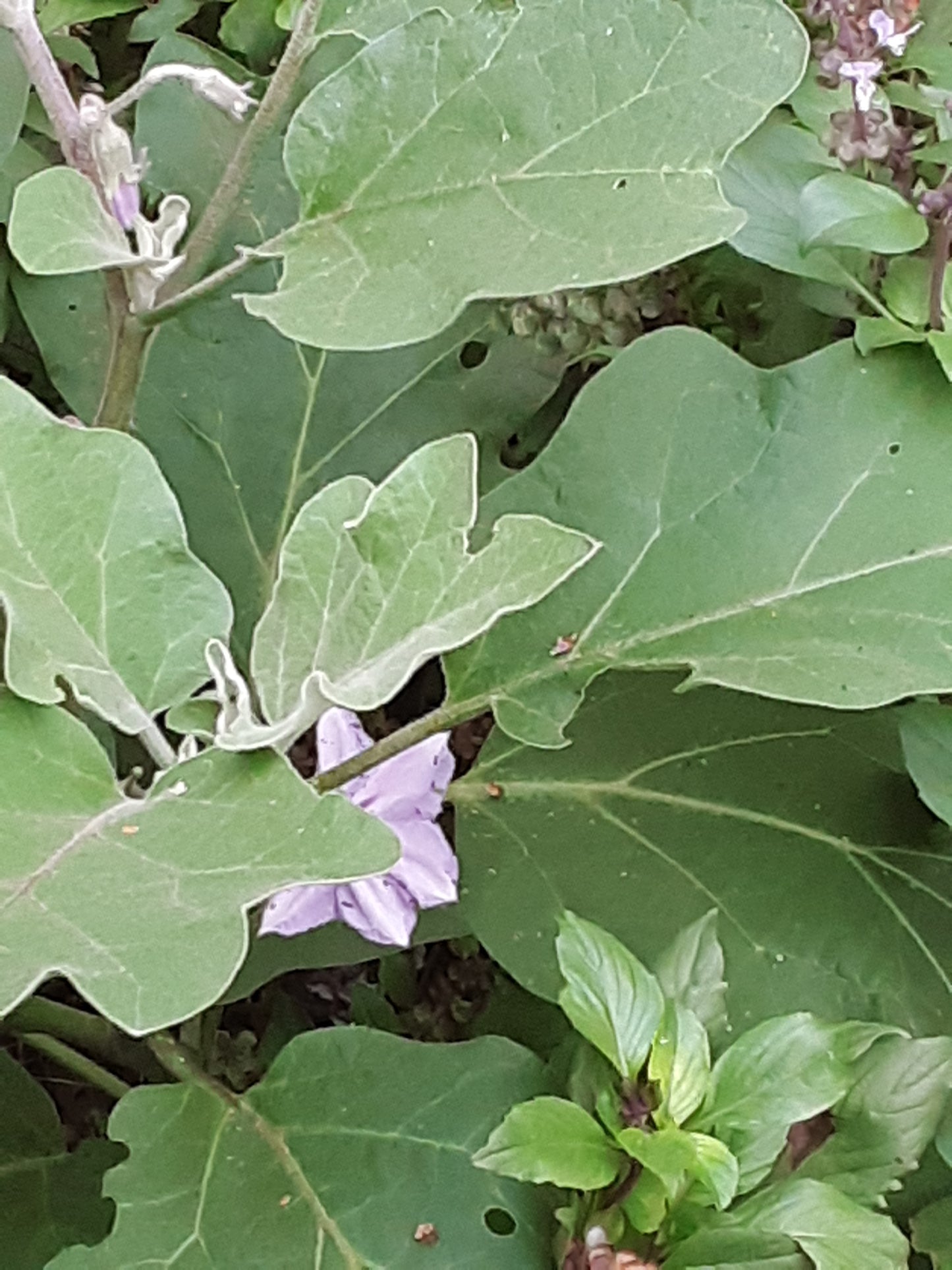 Eggplant, Heirloom Black Beauty Eggplant Seeds