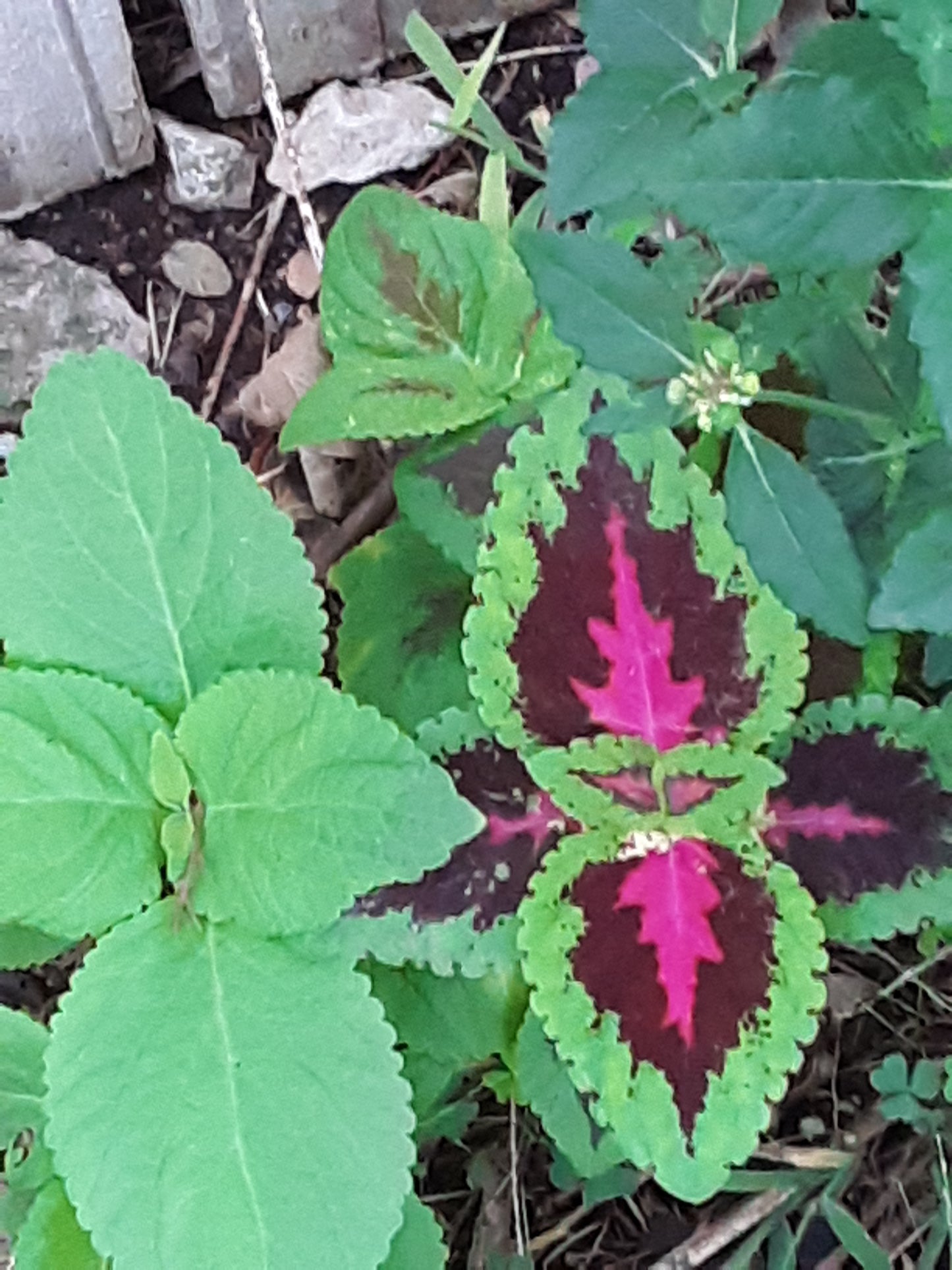 Coleus Rainbow Seeds, Mixed Colors