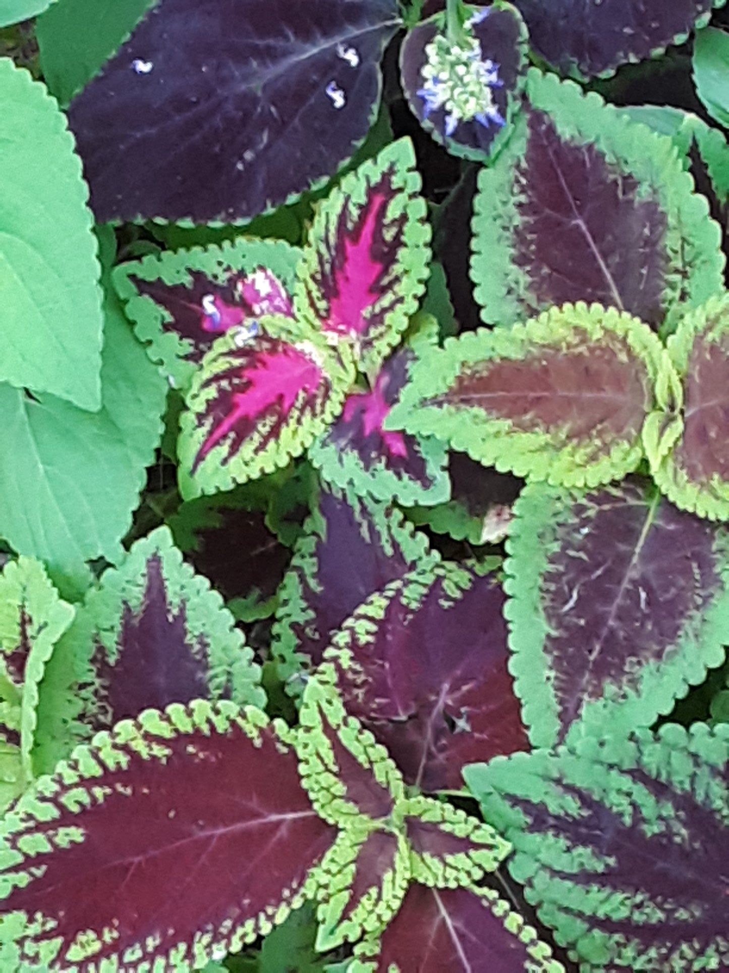 Coleus Rainbow Seeds, Mixed Colors