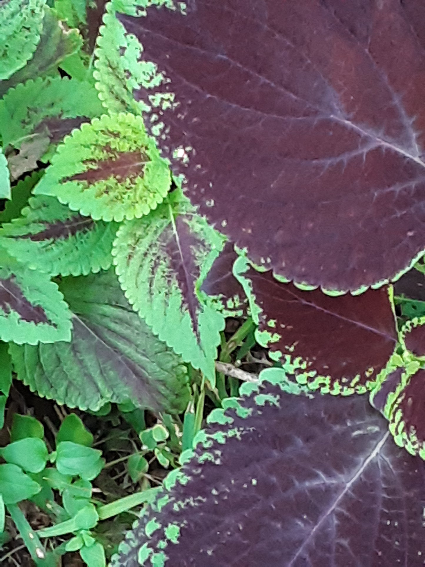 Coleus Rainbow Seeds, Mixed Colors