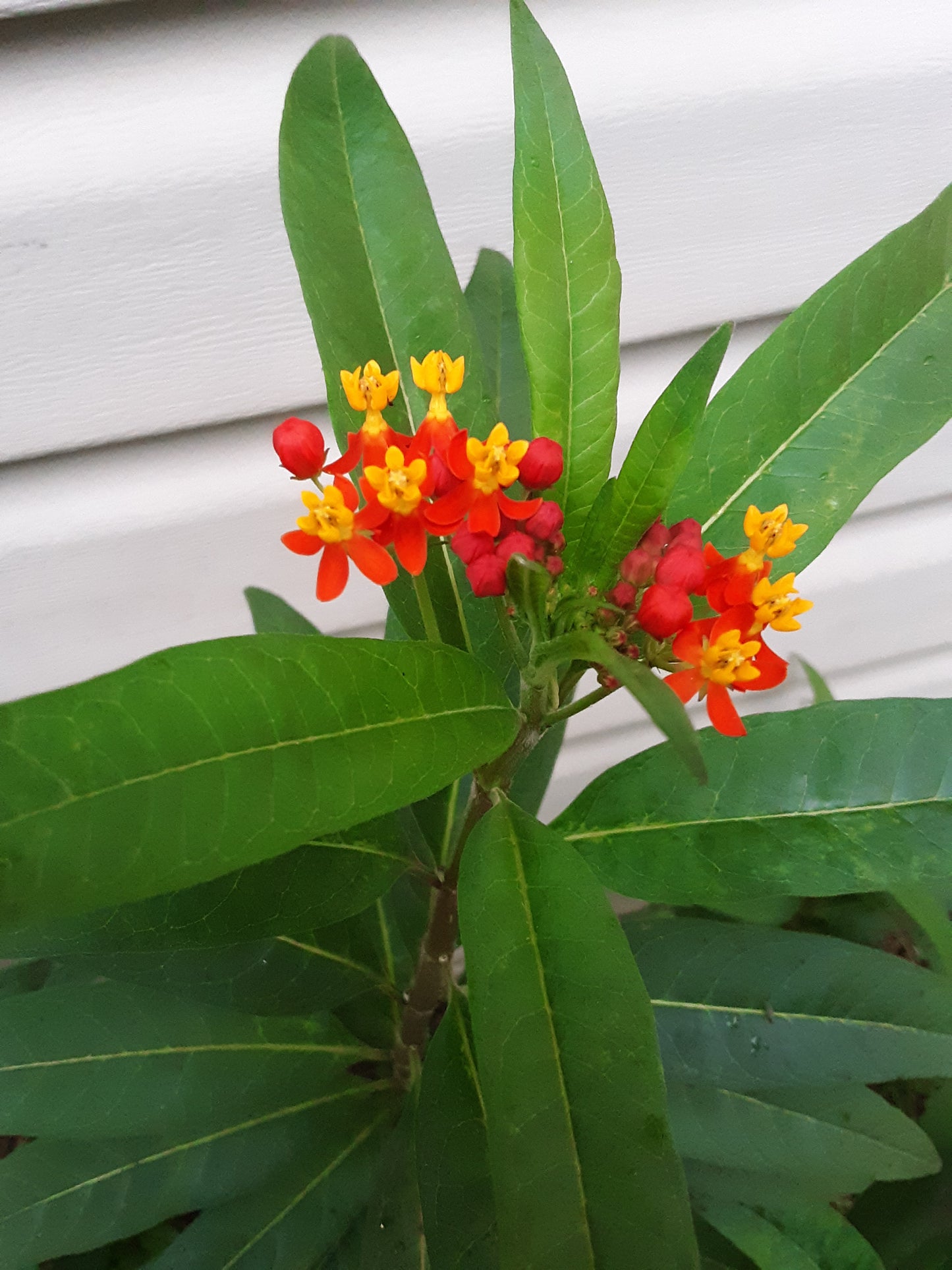 Butterfly Bush, Tropical Milkweed Seeds