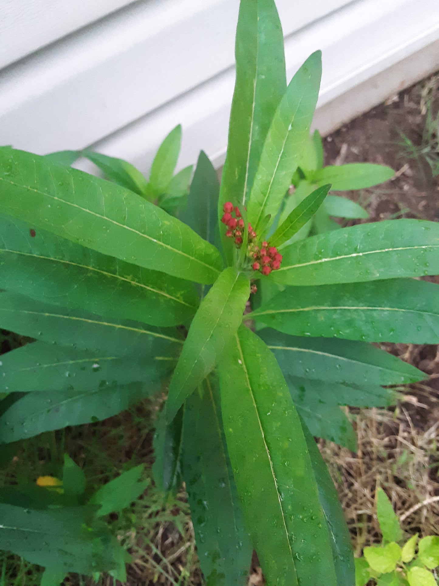 Butterfly Bush, Tropical Milkweed Seeds