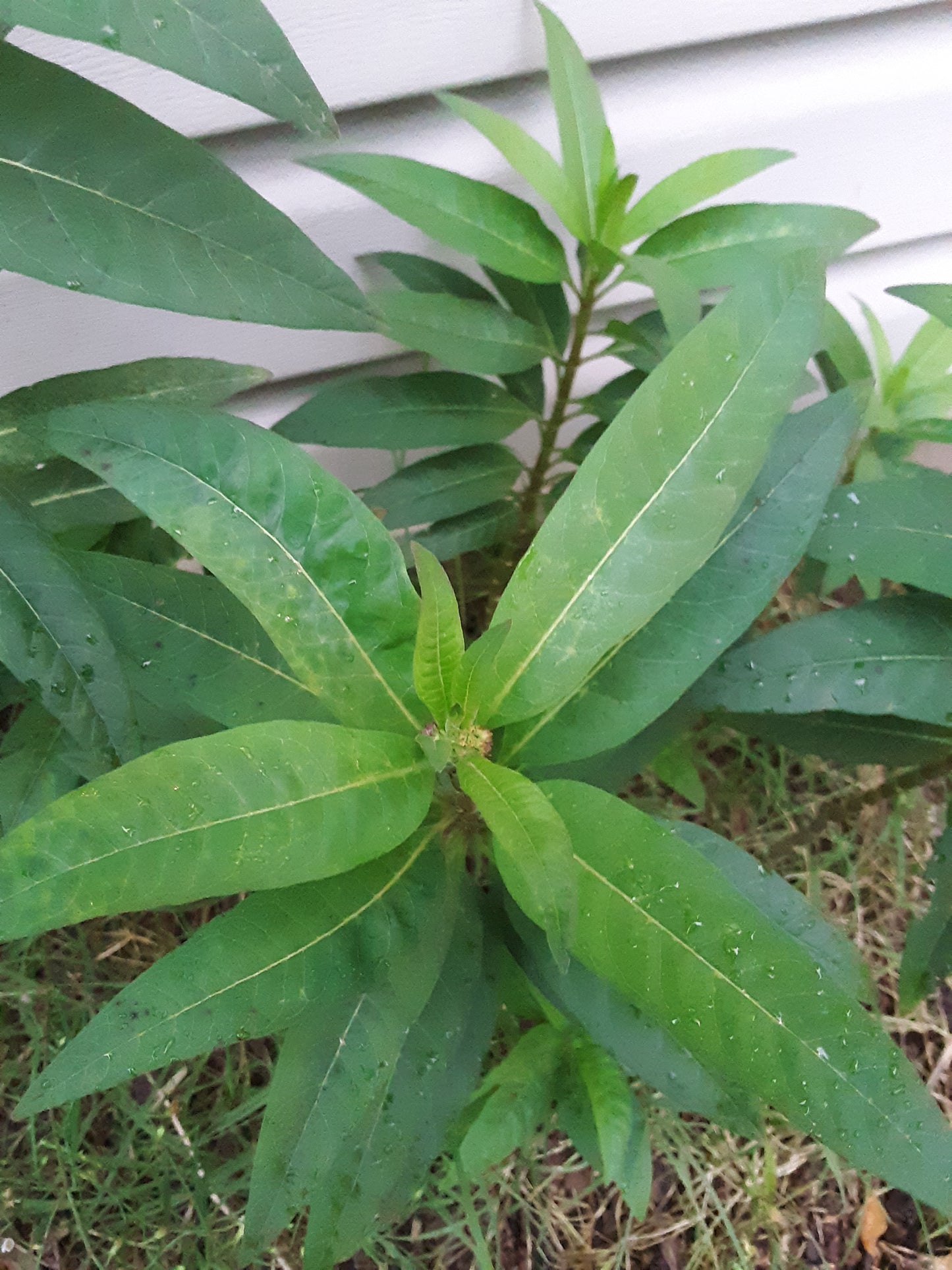 Butterfly Bush, Tropical Milkweed Seeds