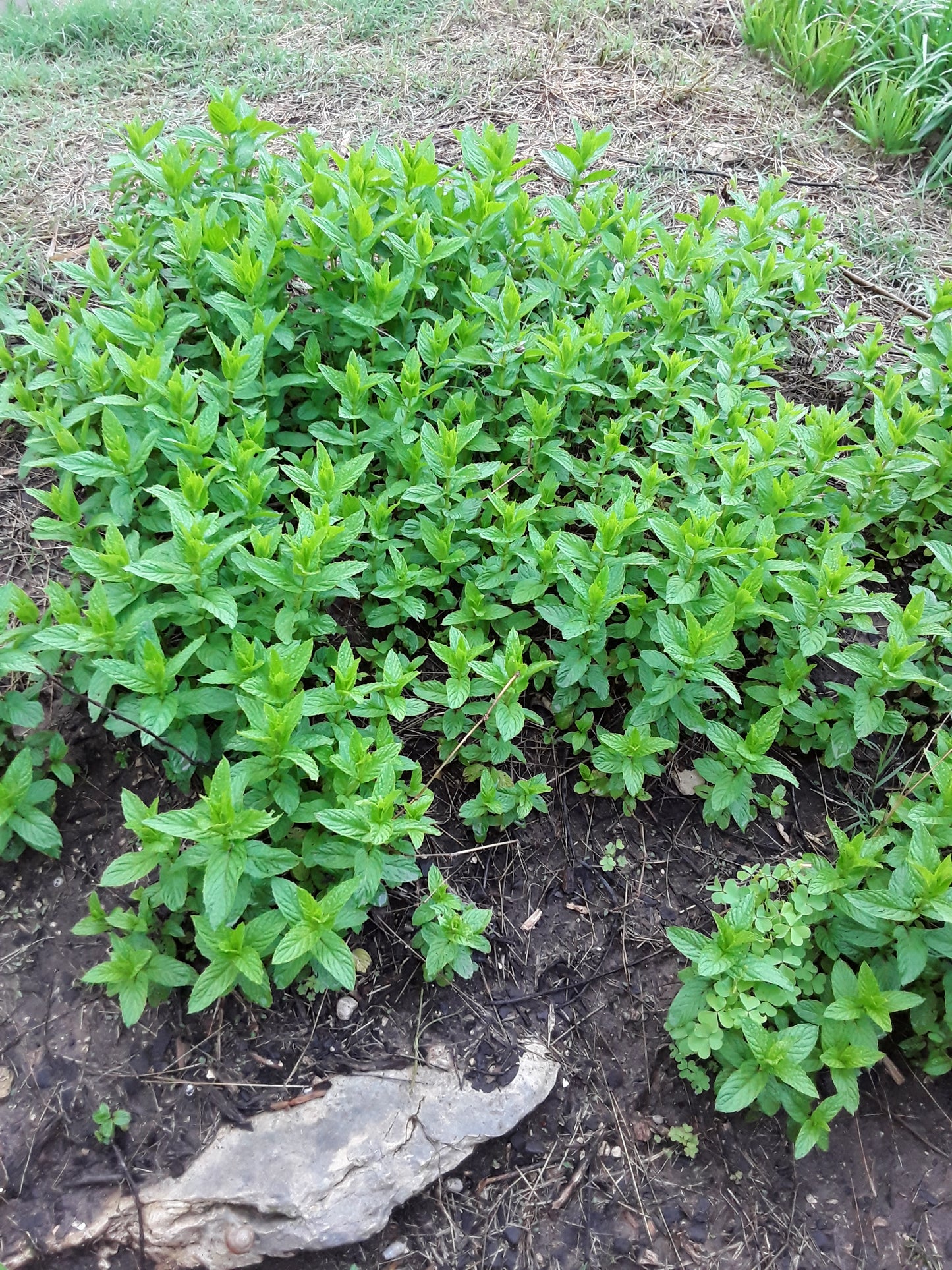 Lemon Balm Herb Seeds