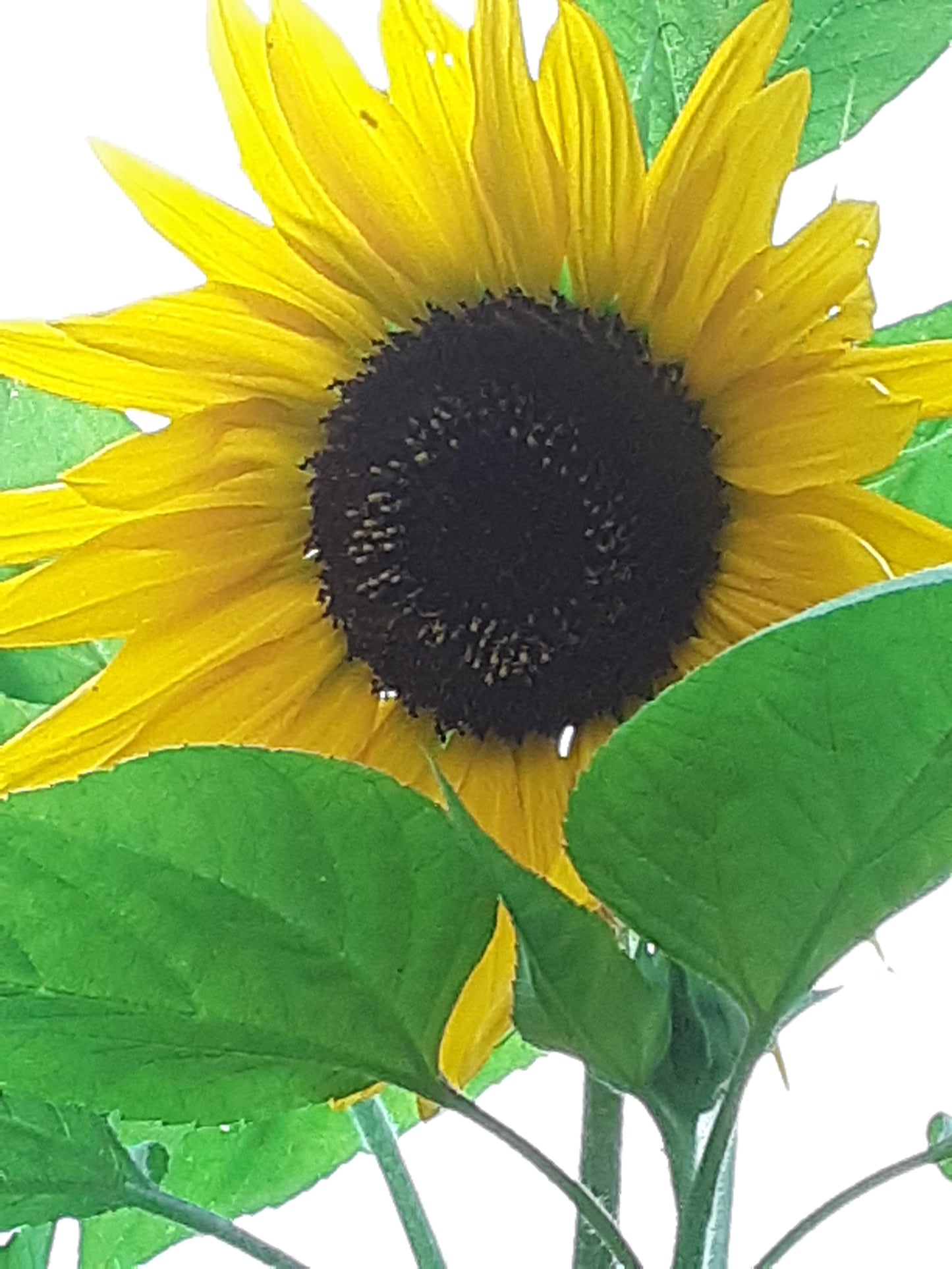 Sunflower Mixed Bulk Seeds