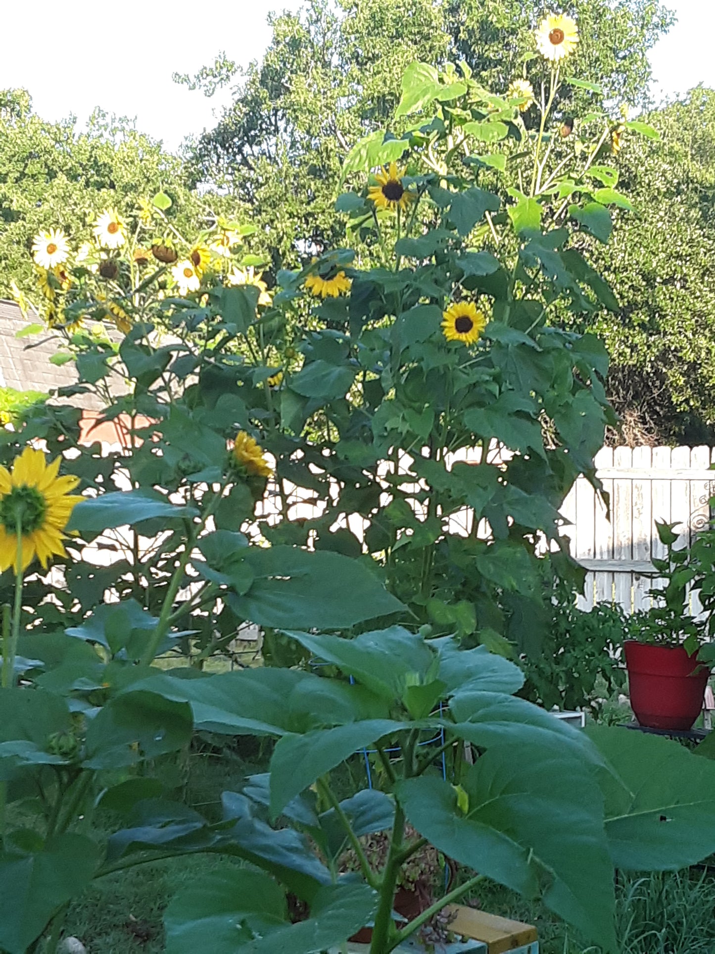 Sunflower Mixed Bulk Seeds