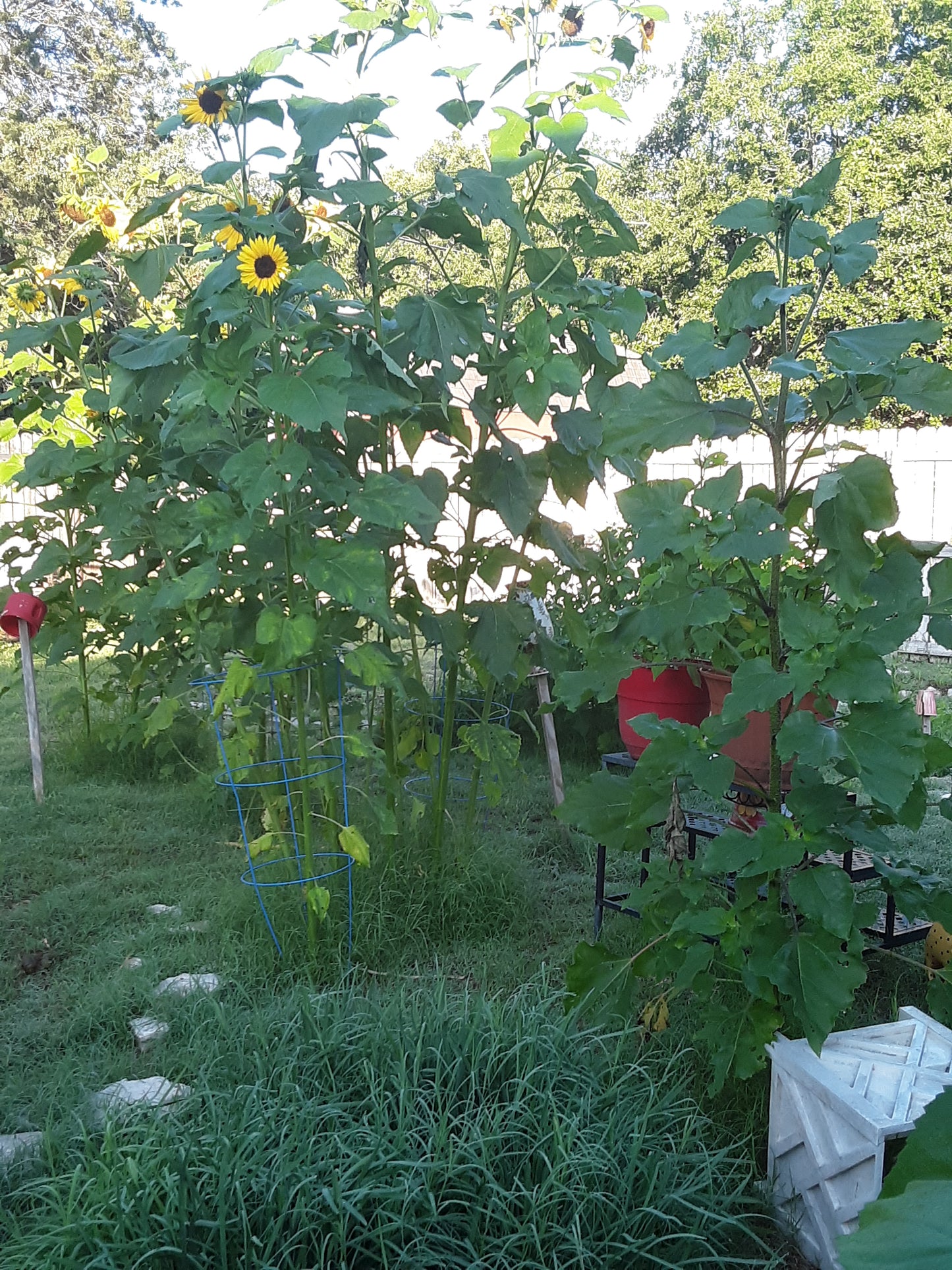 Sunflower Mixed Bulk Seeds