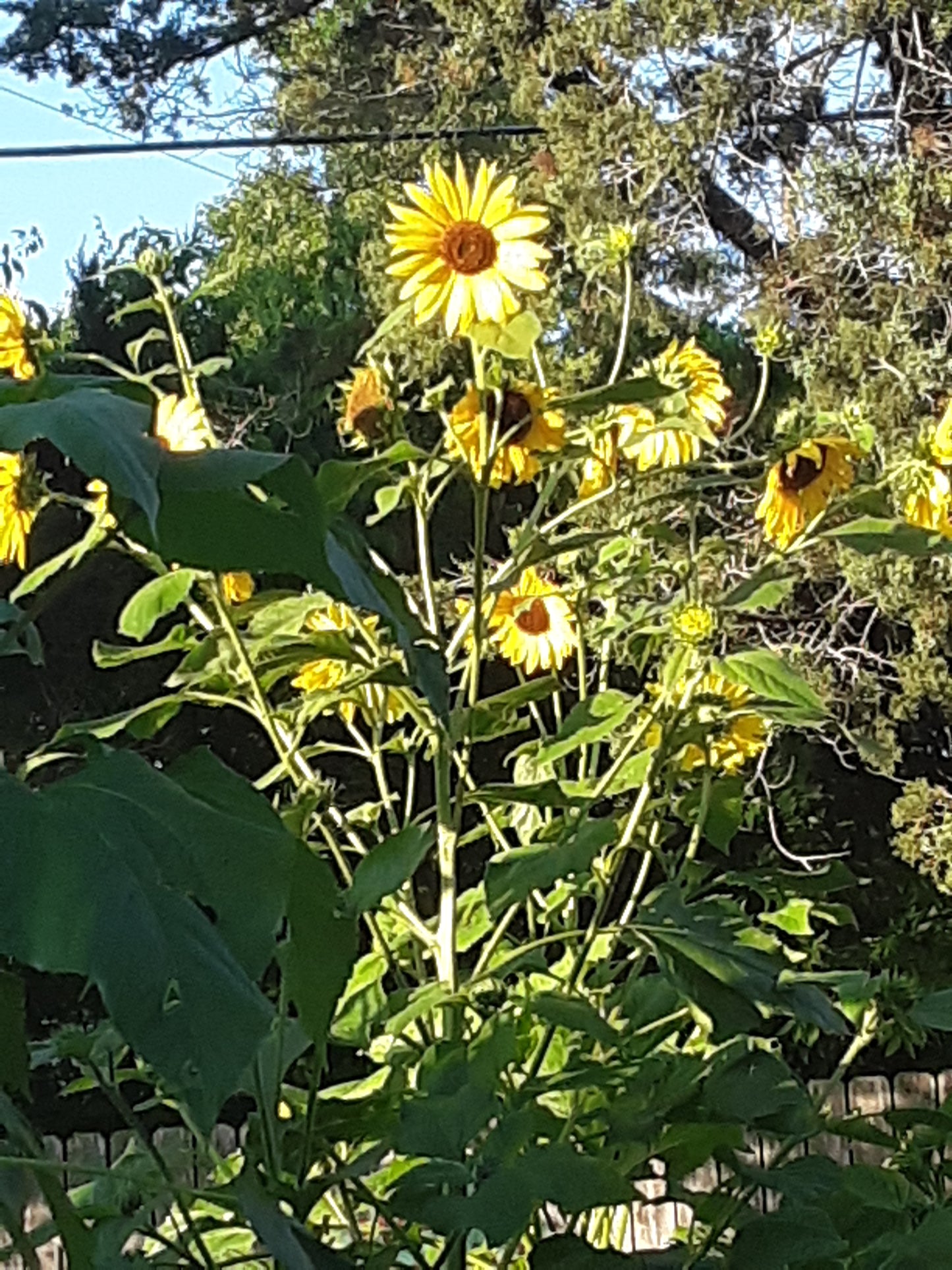 Sunflower Mixed Bulk Seeds