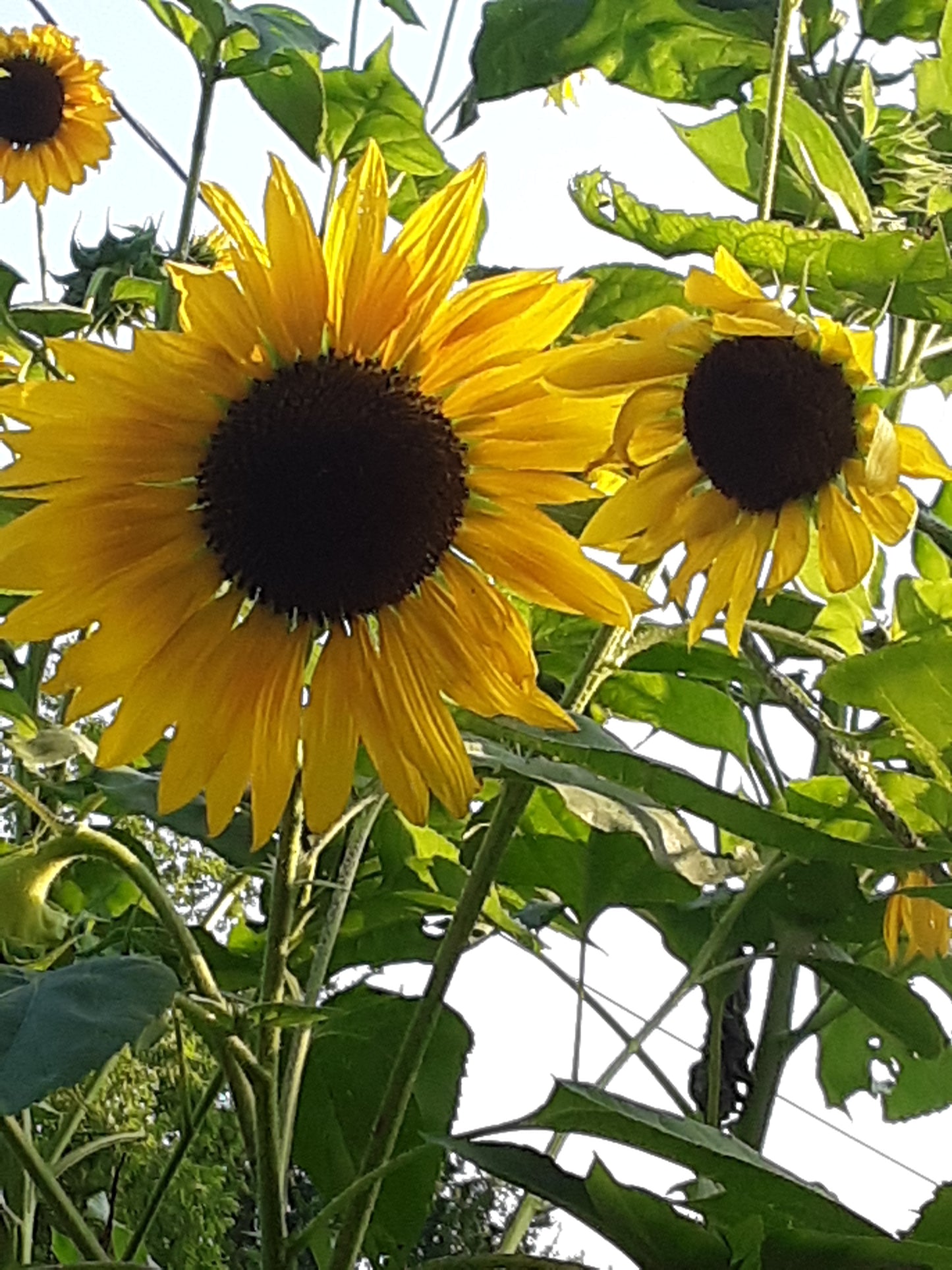 Sunflower Mixed Bulk Seeds