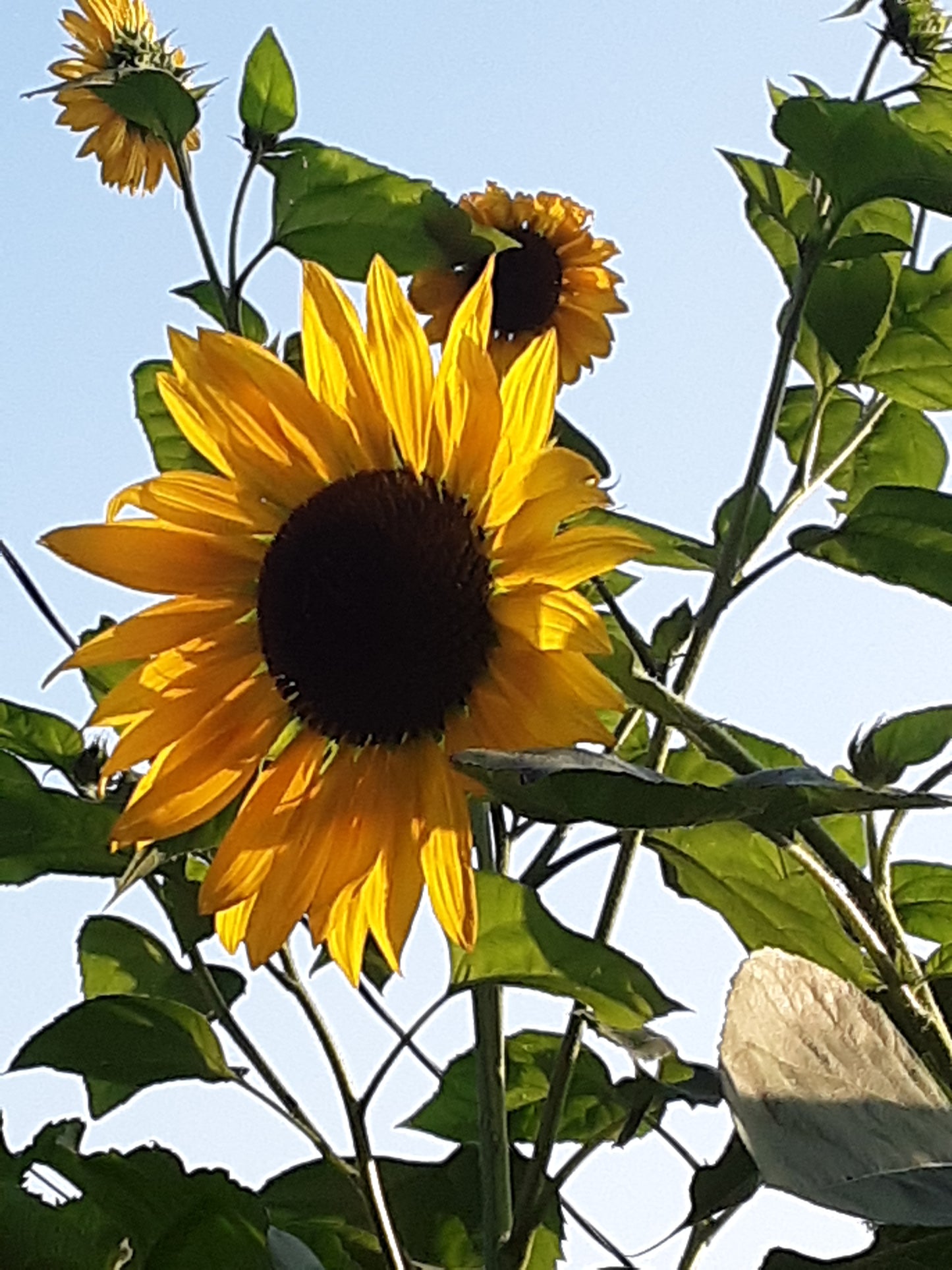 Sunflower Mixed Bulk Seeds