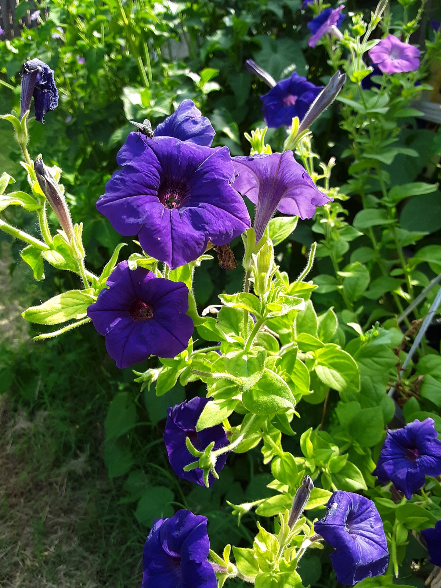 Petunia Alderman Seeds, Nana Compacta