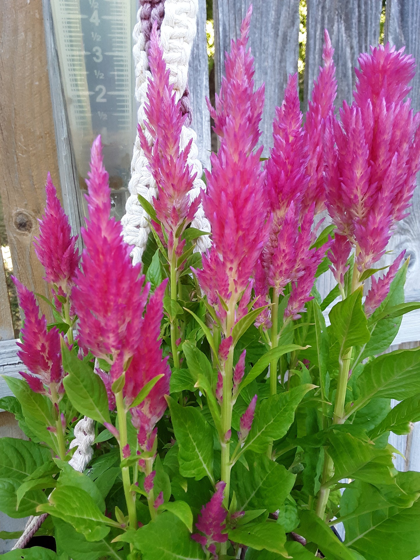 Celosia Seeds, Pink Blooms