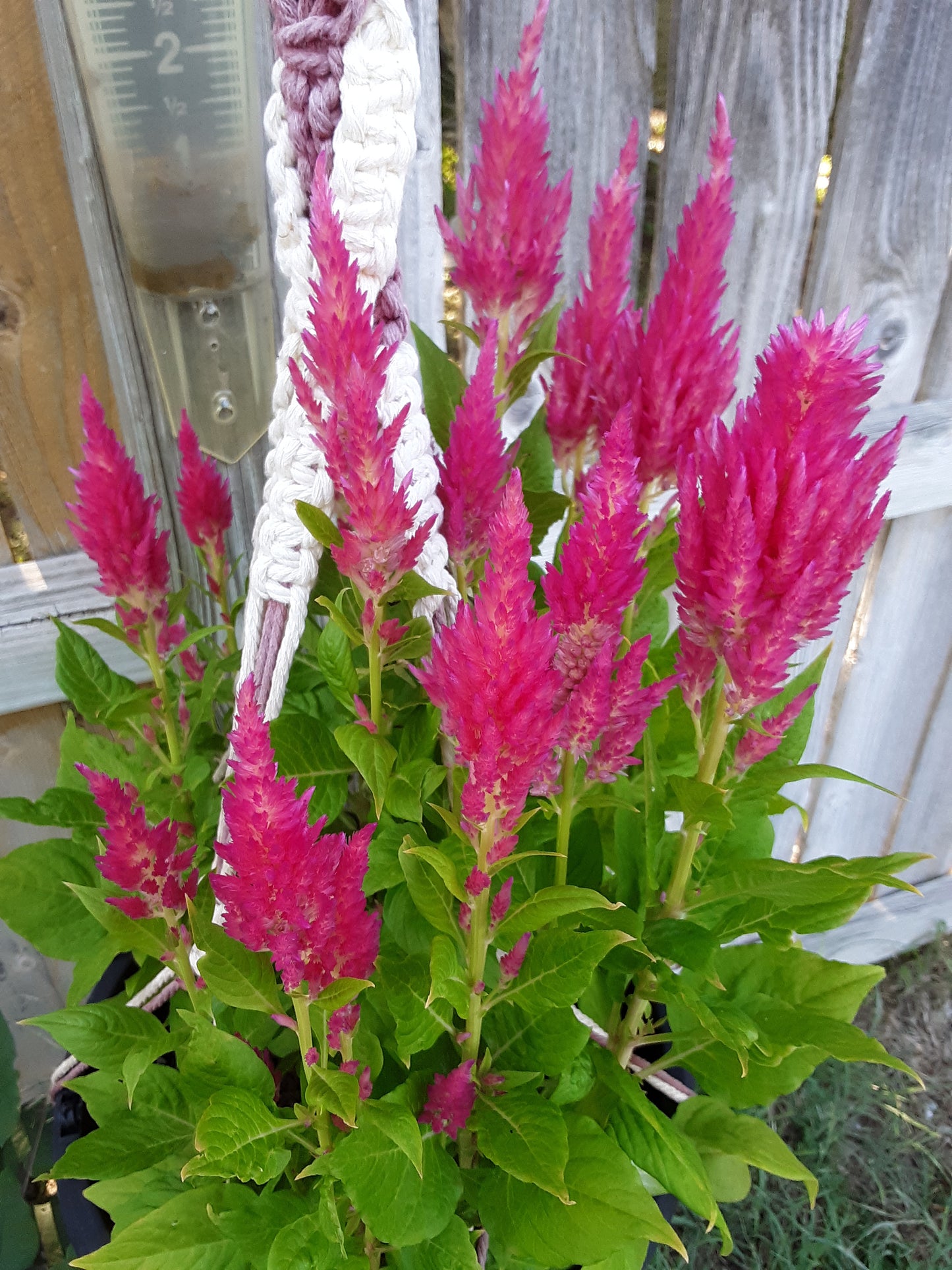 Celosia Seeds, Pink Blooms