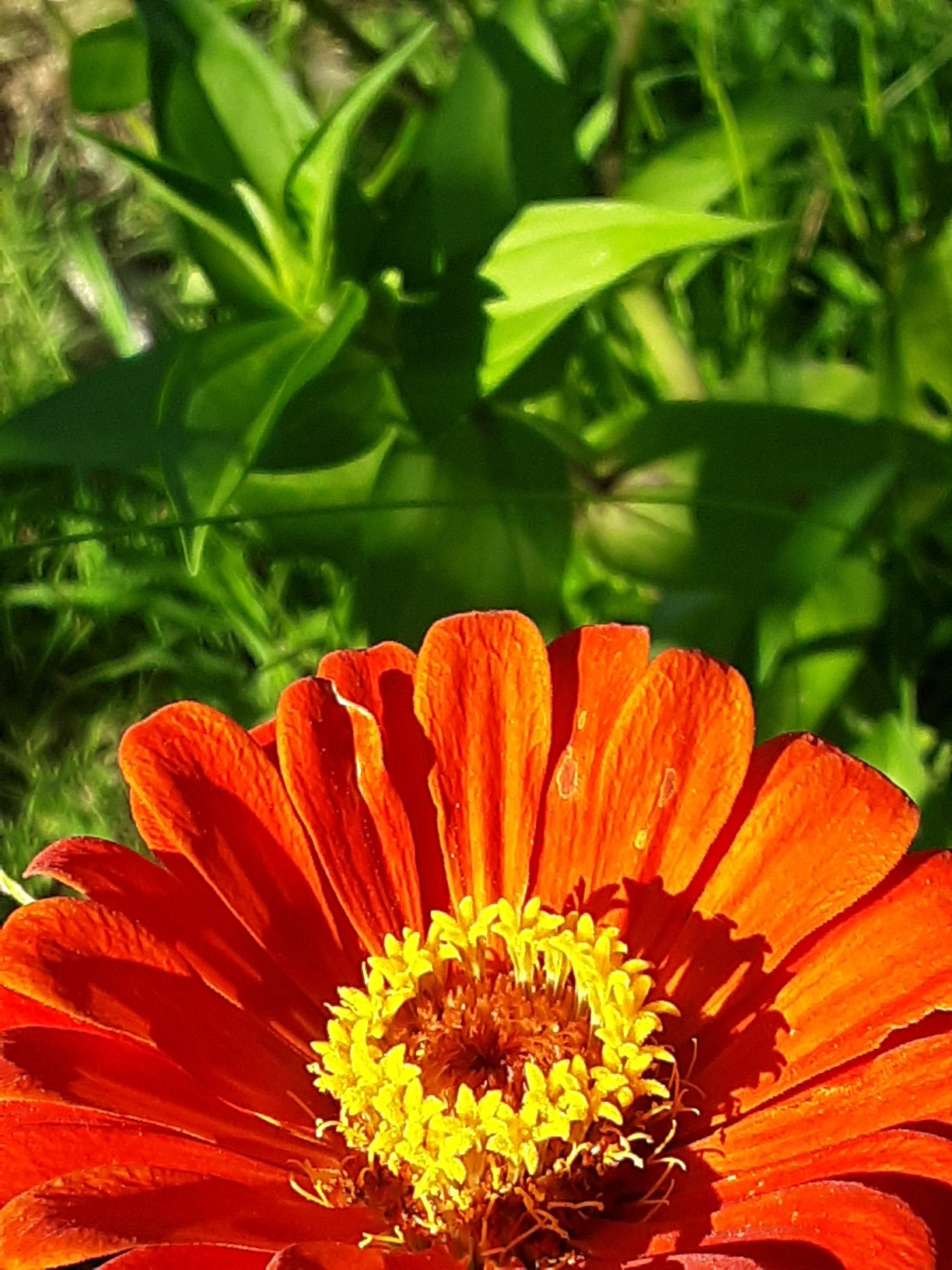 Zinnia, Orange King Zinnia Seeds