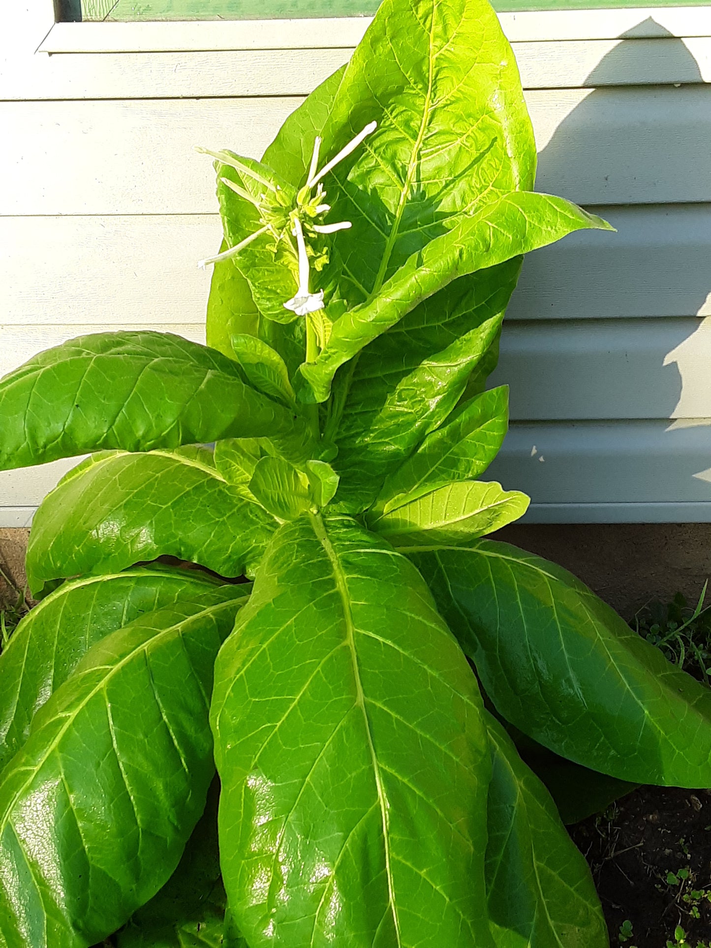 Night Scented Tobacco