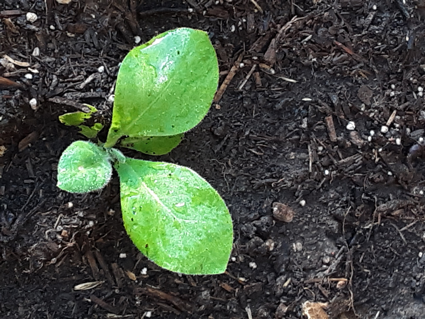 Night Scented Tobacco