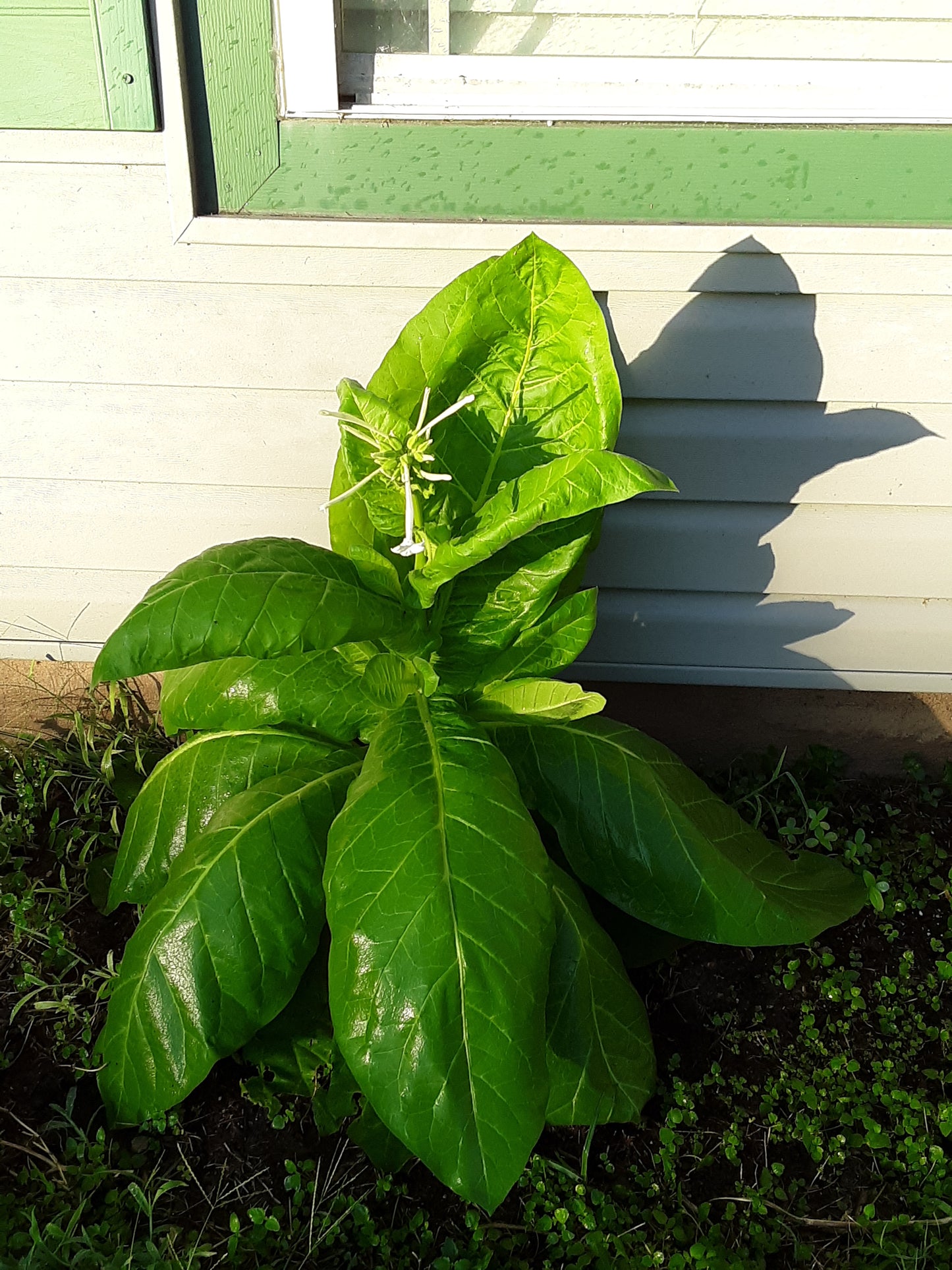 Night Scented Tobacco