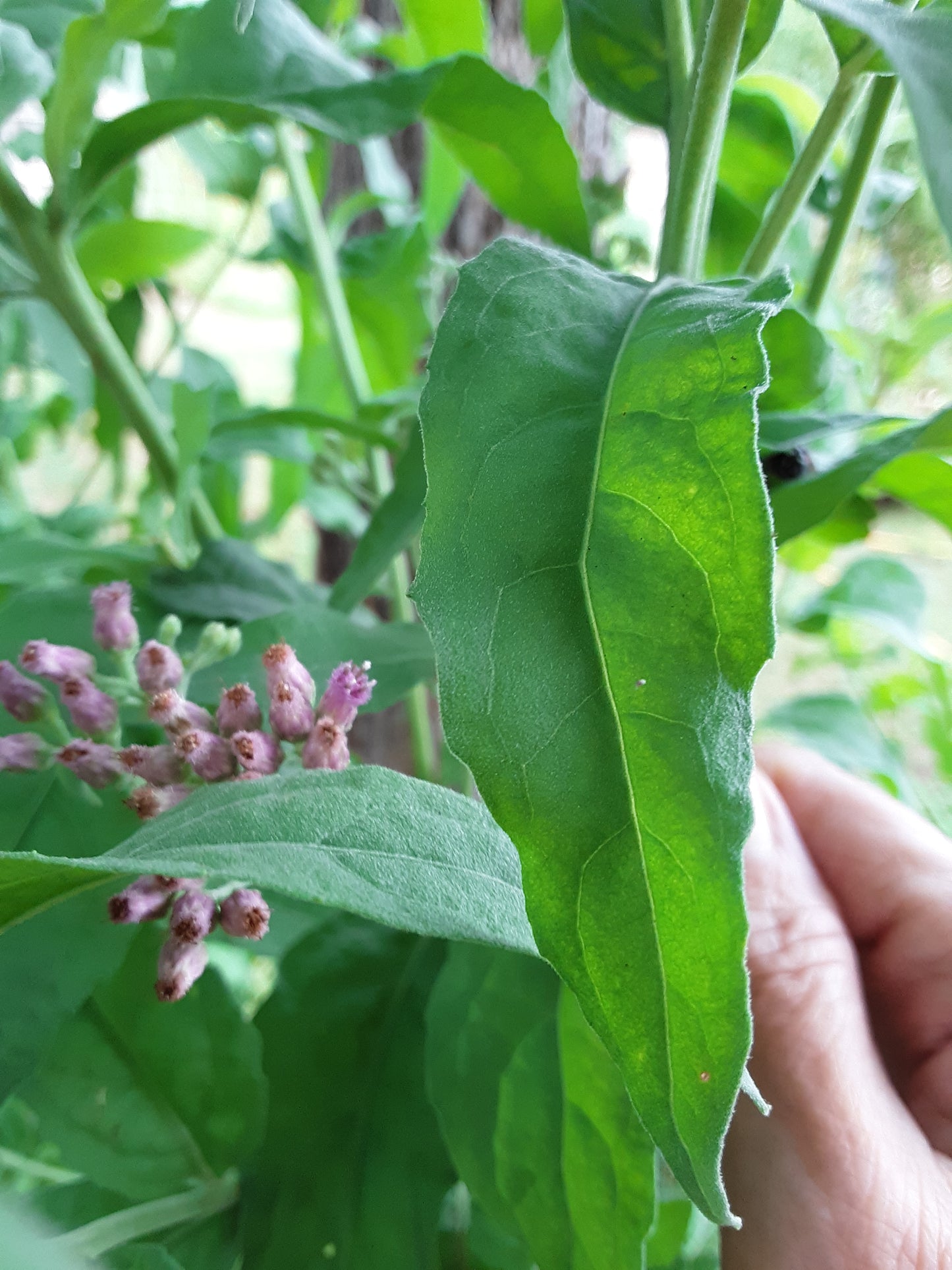 Valerian Herb Seeds