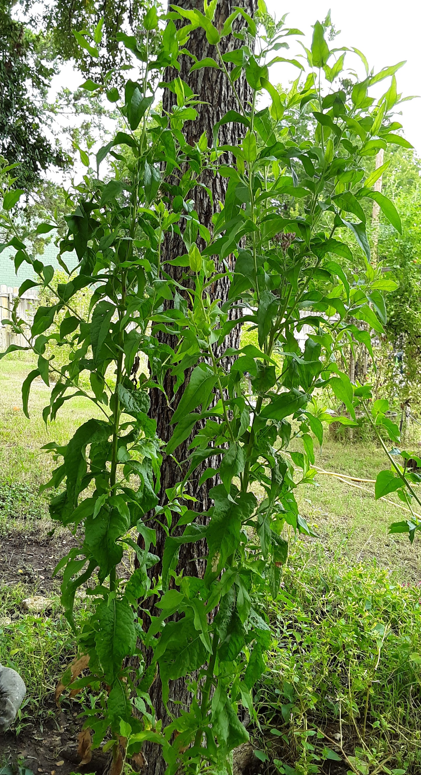 Valerian Herb Seeds