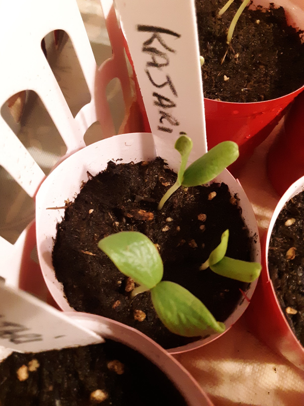 Melon, Kajari Melon Seeds