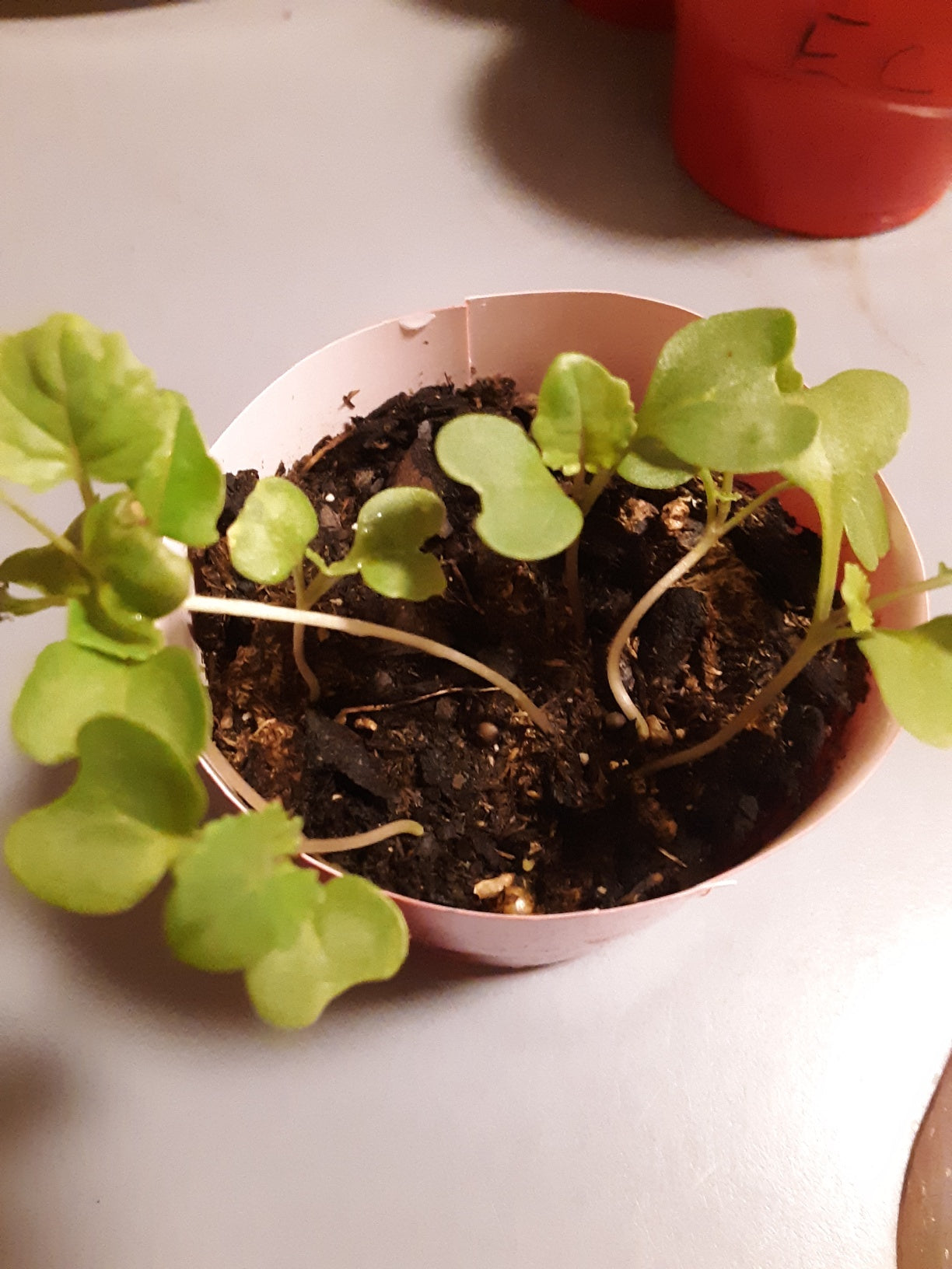 Broccoli, Organic Green Sprouting Calabrese Broccoli Seeds