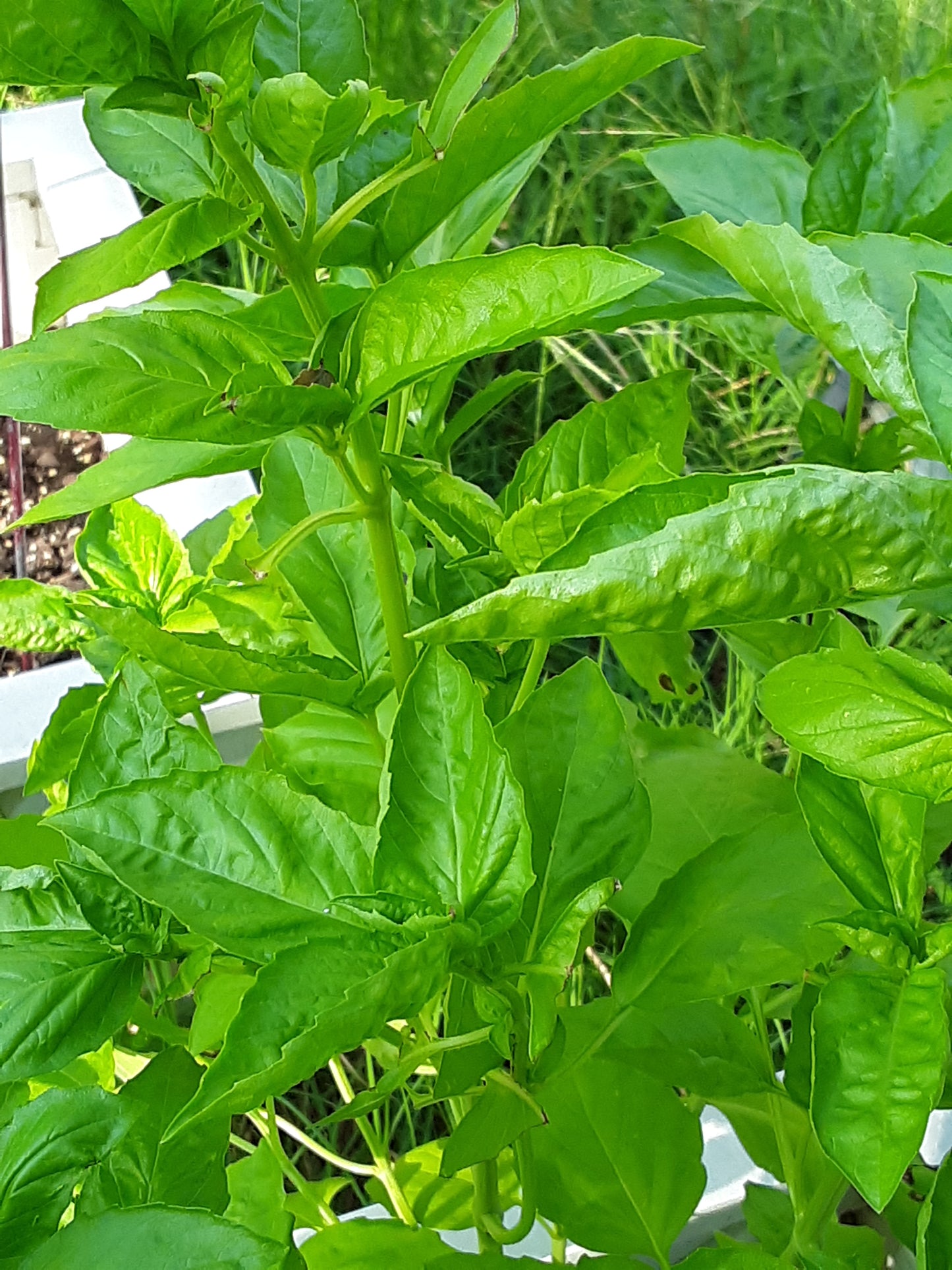 Basil, Lemon Basil Seeds