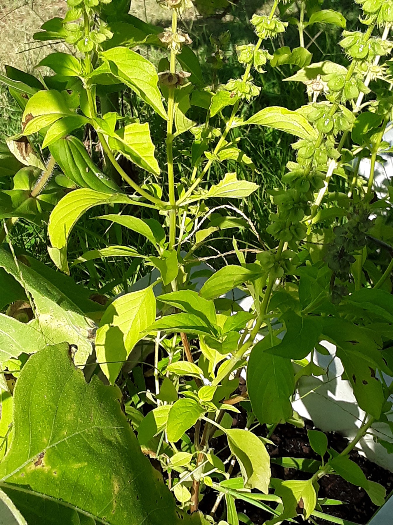Basil, Lime Basil Seeds Gran's Garden Seeds