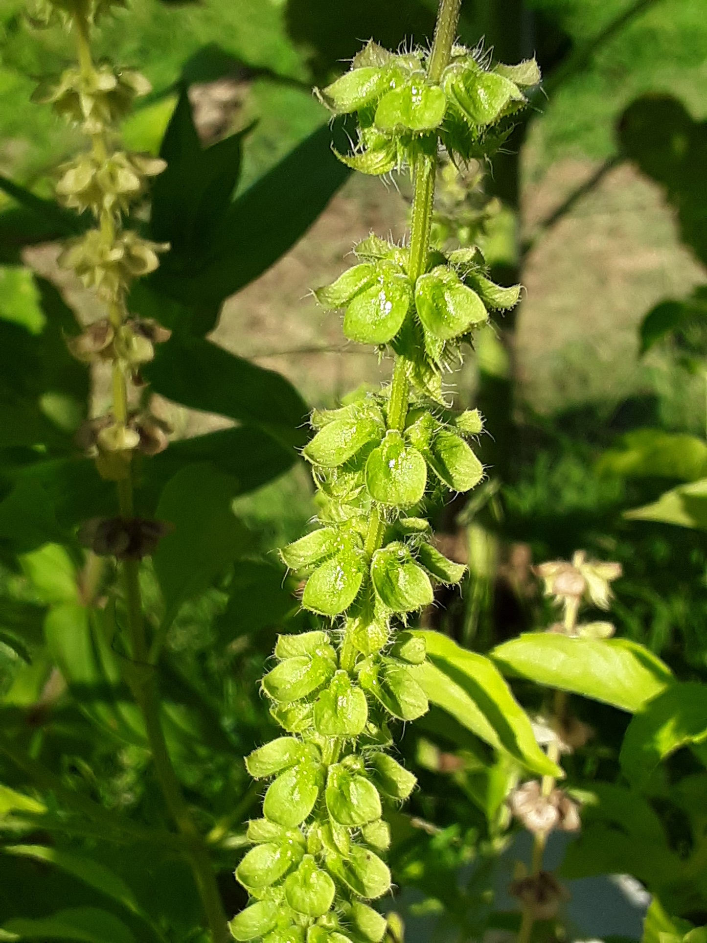 Basil, Lime Basil Seeds