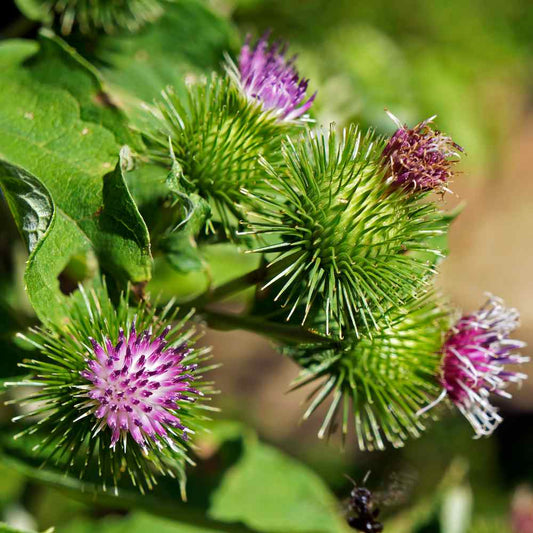 Burdock Herb Seeds