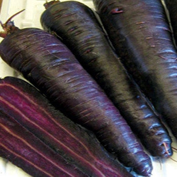 Carrot Seeds, Purple Sun