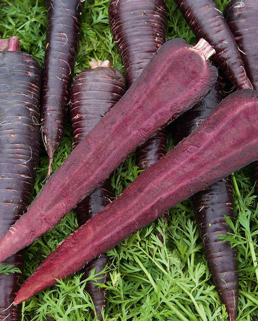 Carrot Seeds, Purple Sun