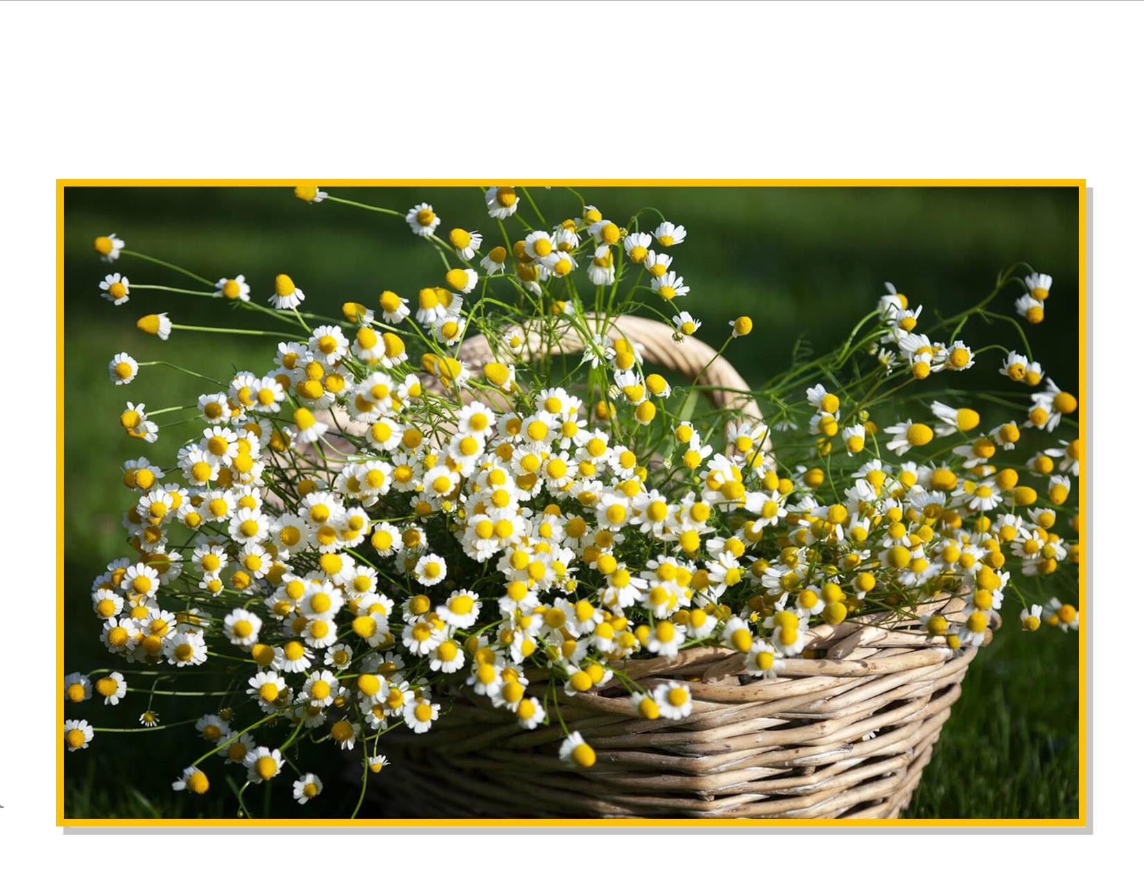 Gran's Garden Seeds