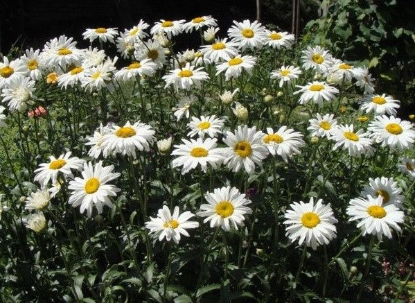 Daisy, Shasta Daisy Seeds