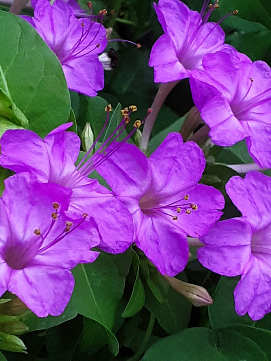 Four O Clock Fuchsia Flower Seeds