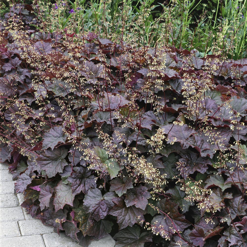 Heuchera Palace Purple Coral Bells Seeds