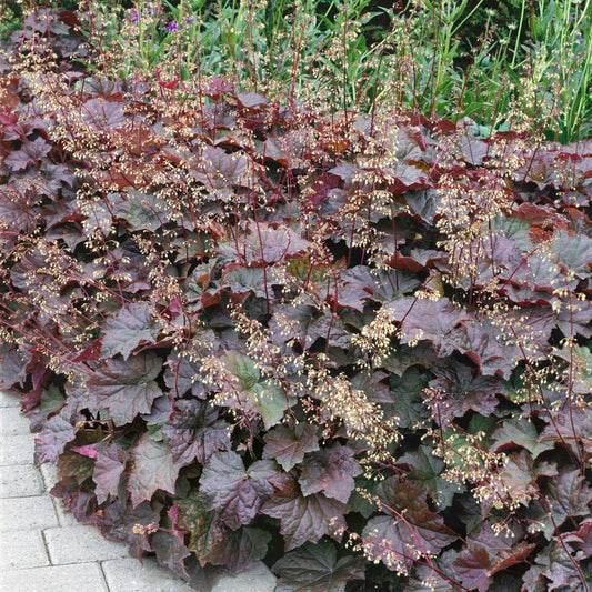 Heuchera Palace Purple Coral Bells Seeds