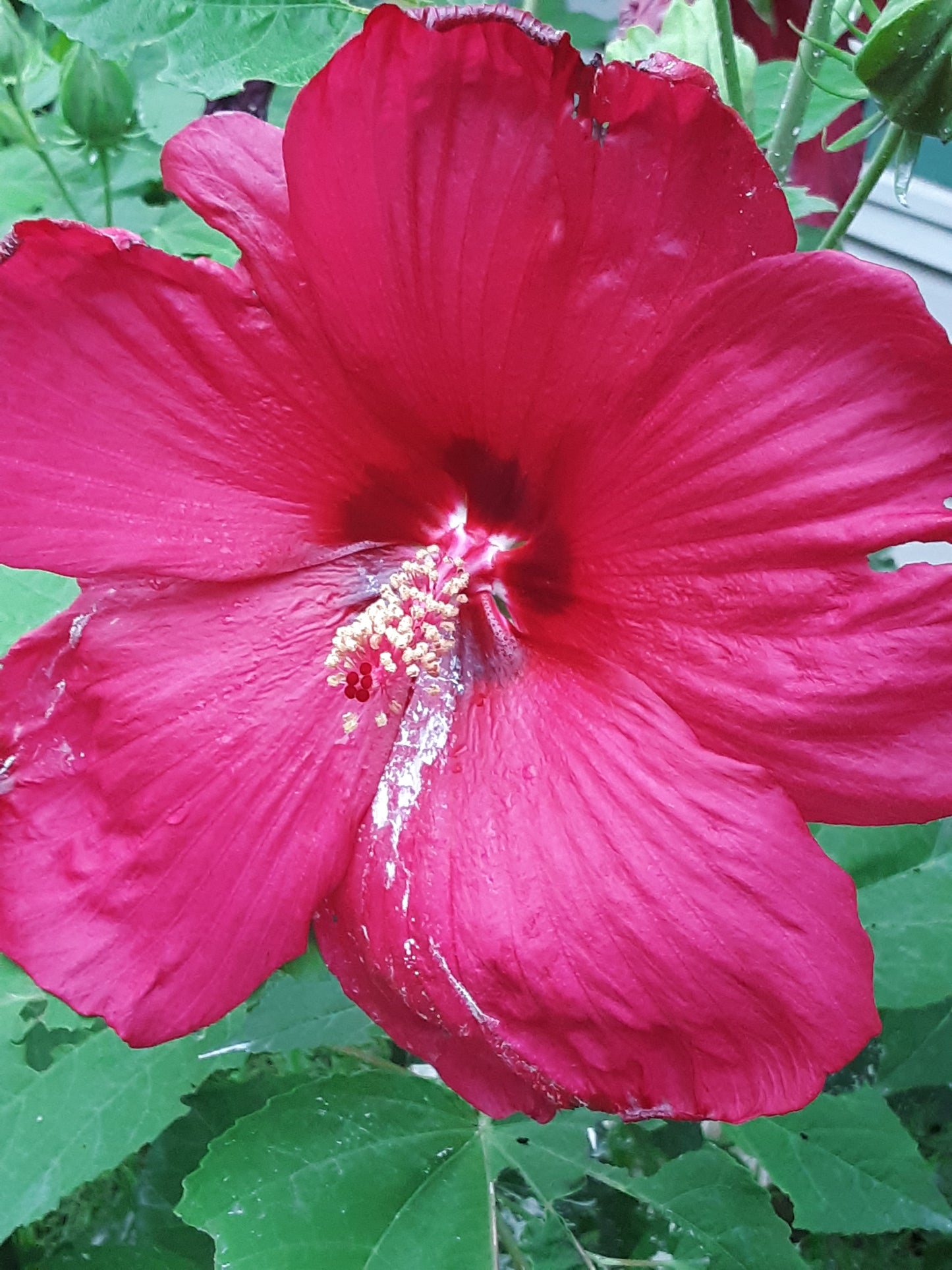 Hibiscus, Tropical Red Hibiscus Seeds