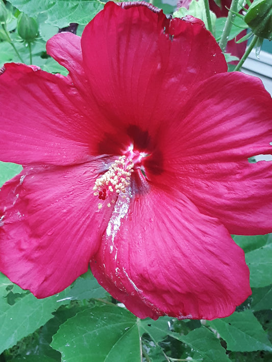 Hibiscus, Tropical Red Hibiscus Seeds
