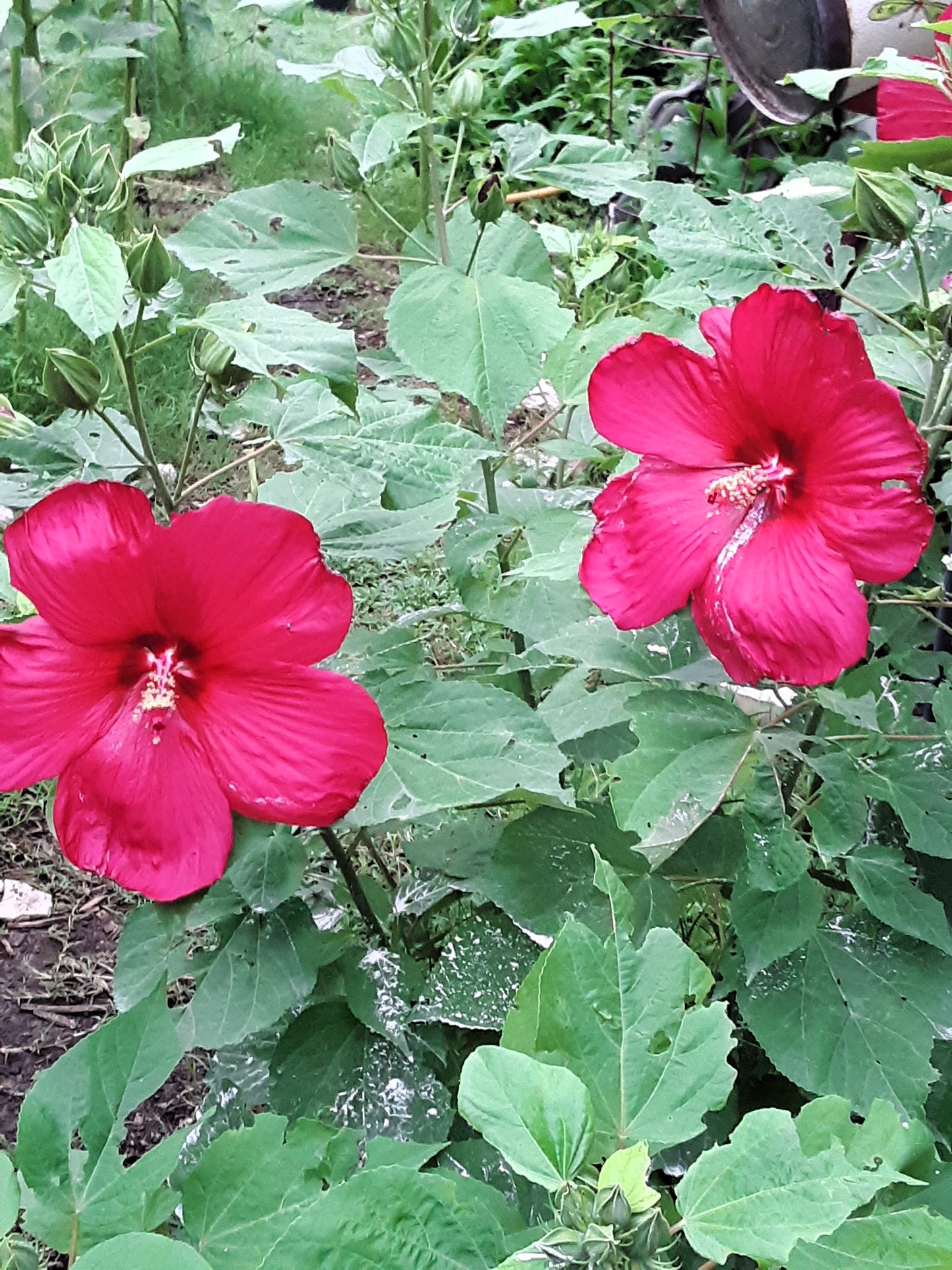 Hibiscus, Tropical Red Hibiscus Seeds