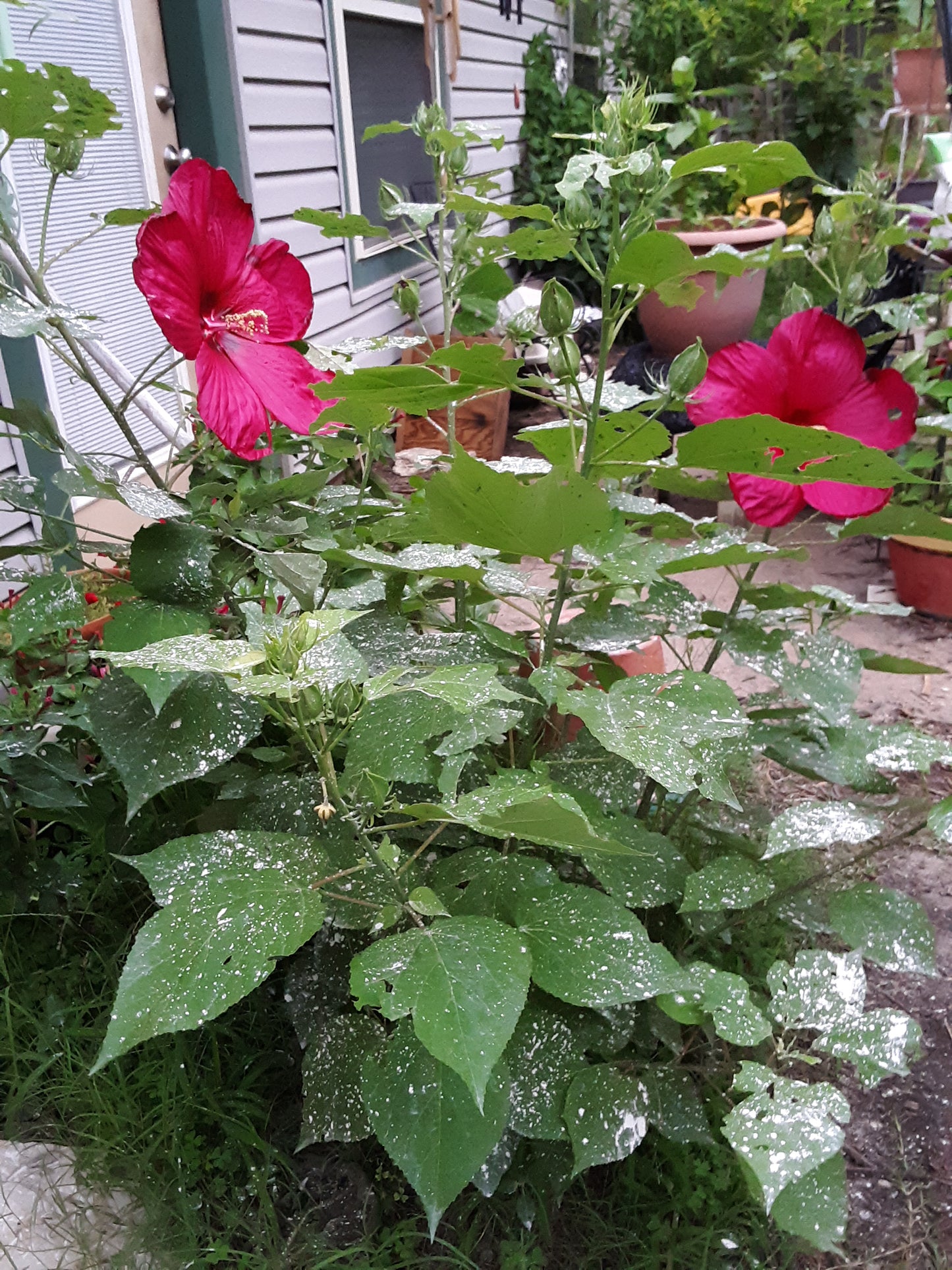 Hibiscus, Tropical Red Hibiscus Seeds