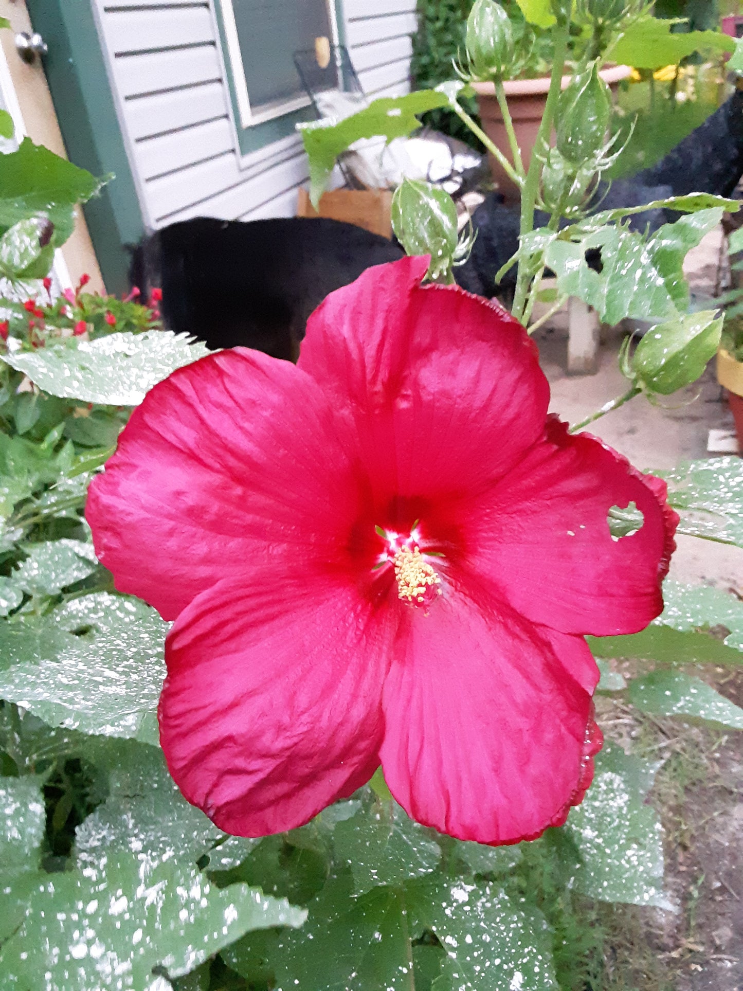 Hibiscus, Tropical Red Hibiscus Seeds