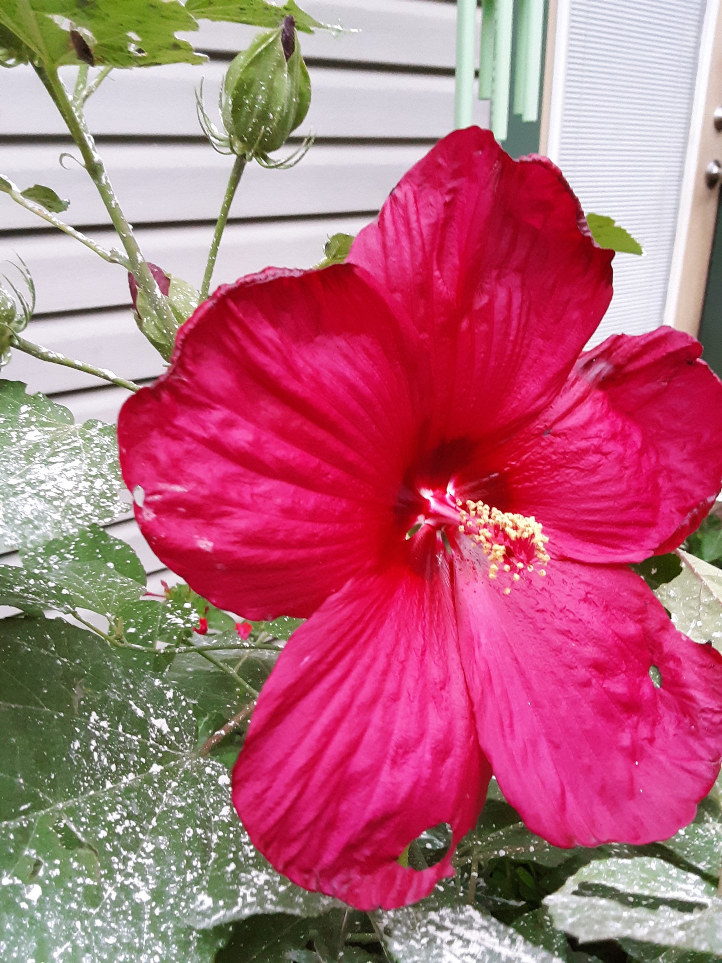 Hibiscus, Tropical Red Hibiscus Seeds