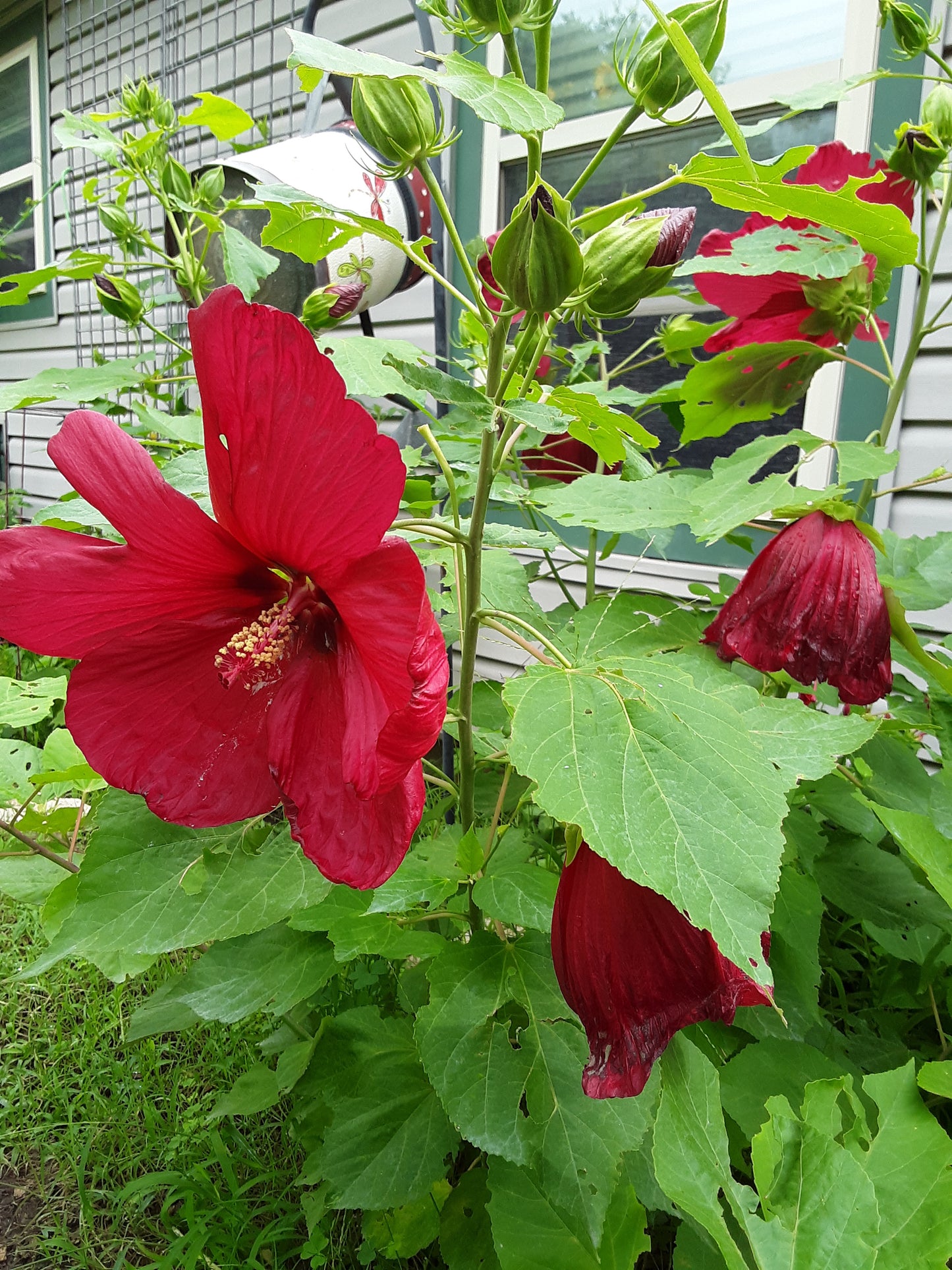 Hibiscus, Tropical Red Hibiscus Seeds