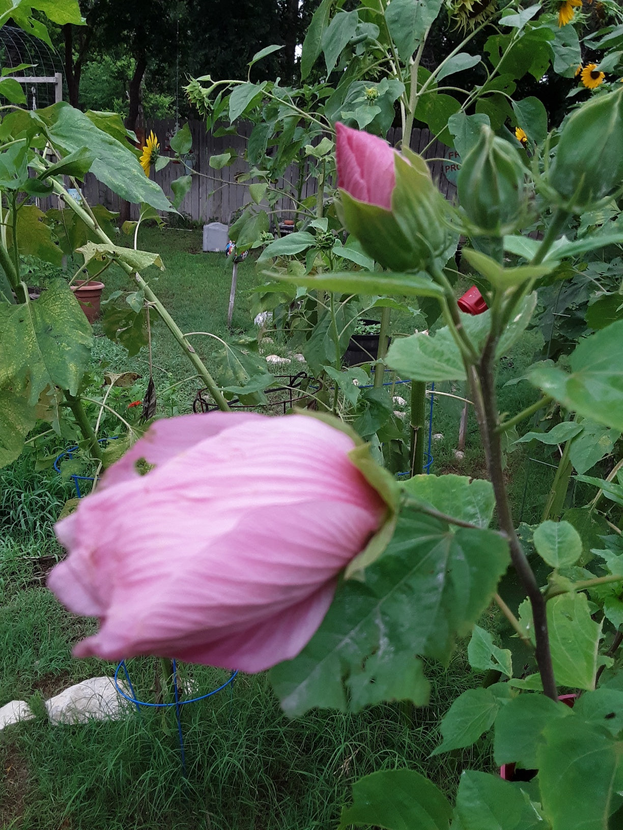 Hibiscus, Tropical Pink Hibiscus Seeds