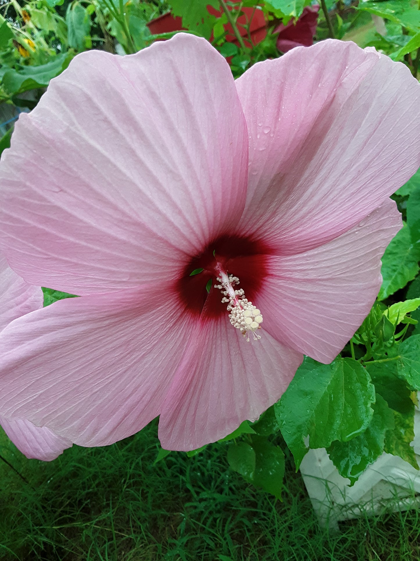 Hibiscus, Tropical Pink Hibiscus Seeds