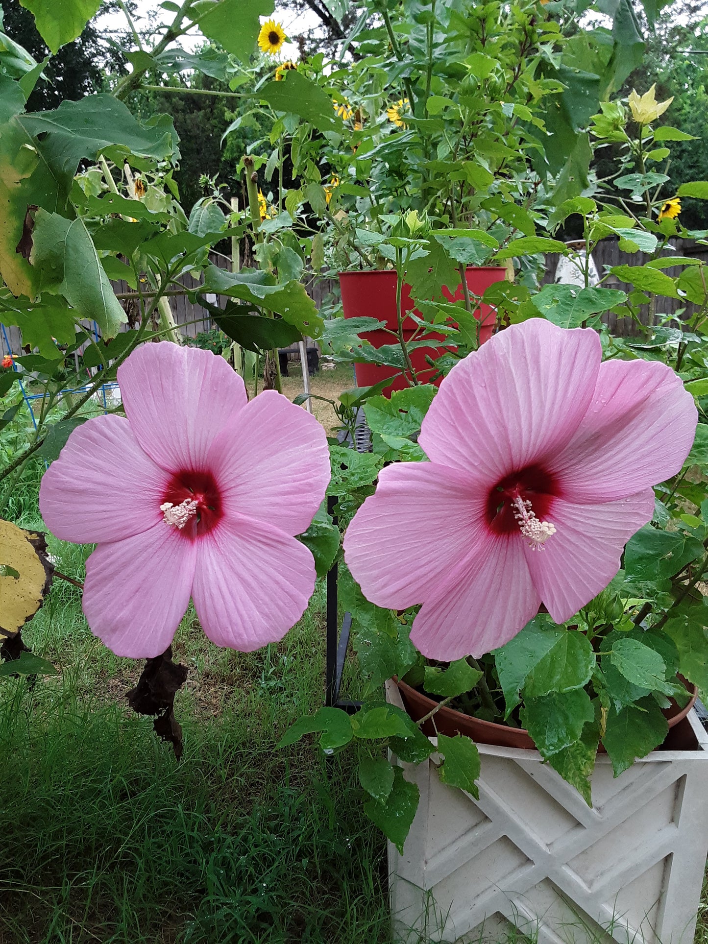 Hibiscus, Tropical Pink Hibiscus Seeds