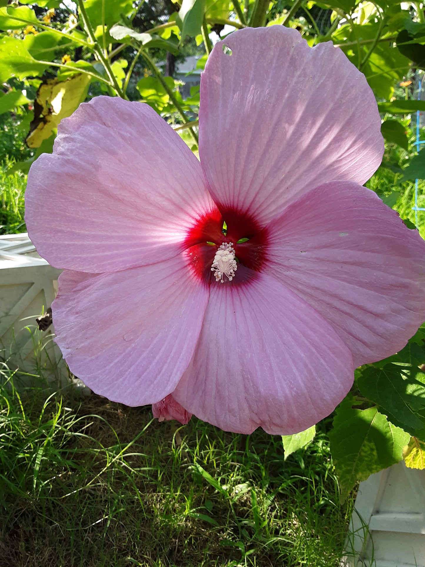 Hibiscus, Tropical Pink Hibiscus Seeds