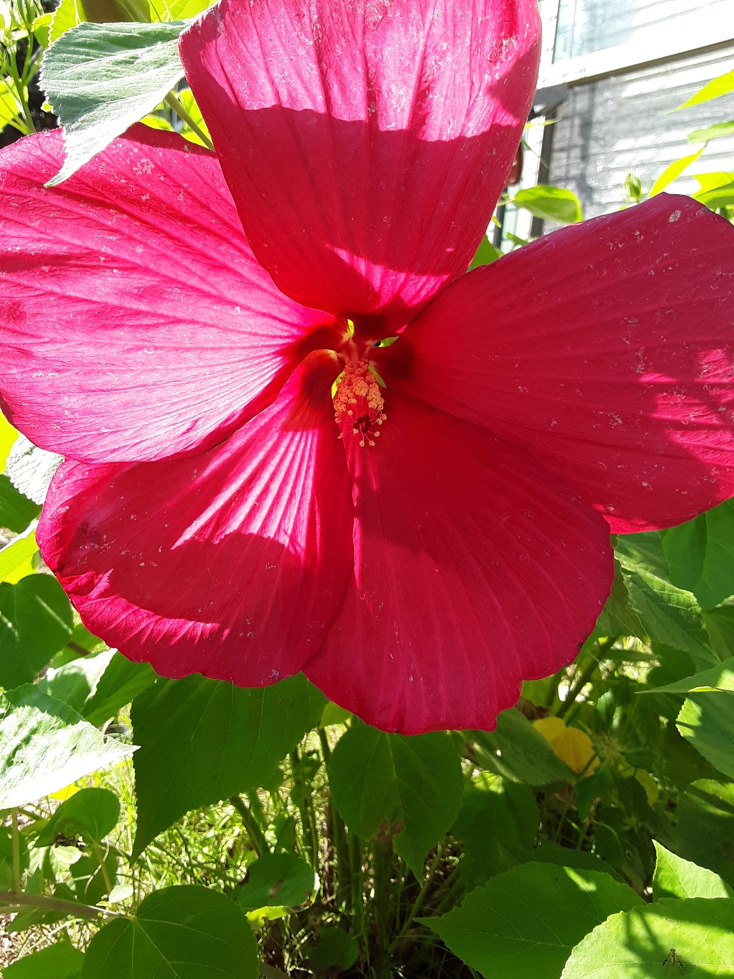 Hibiscus, Tropical Red Hibiscus Seeds