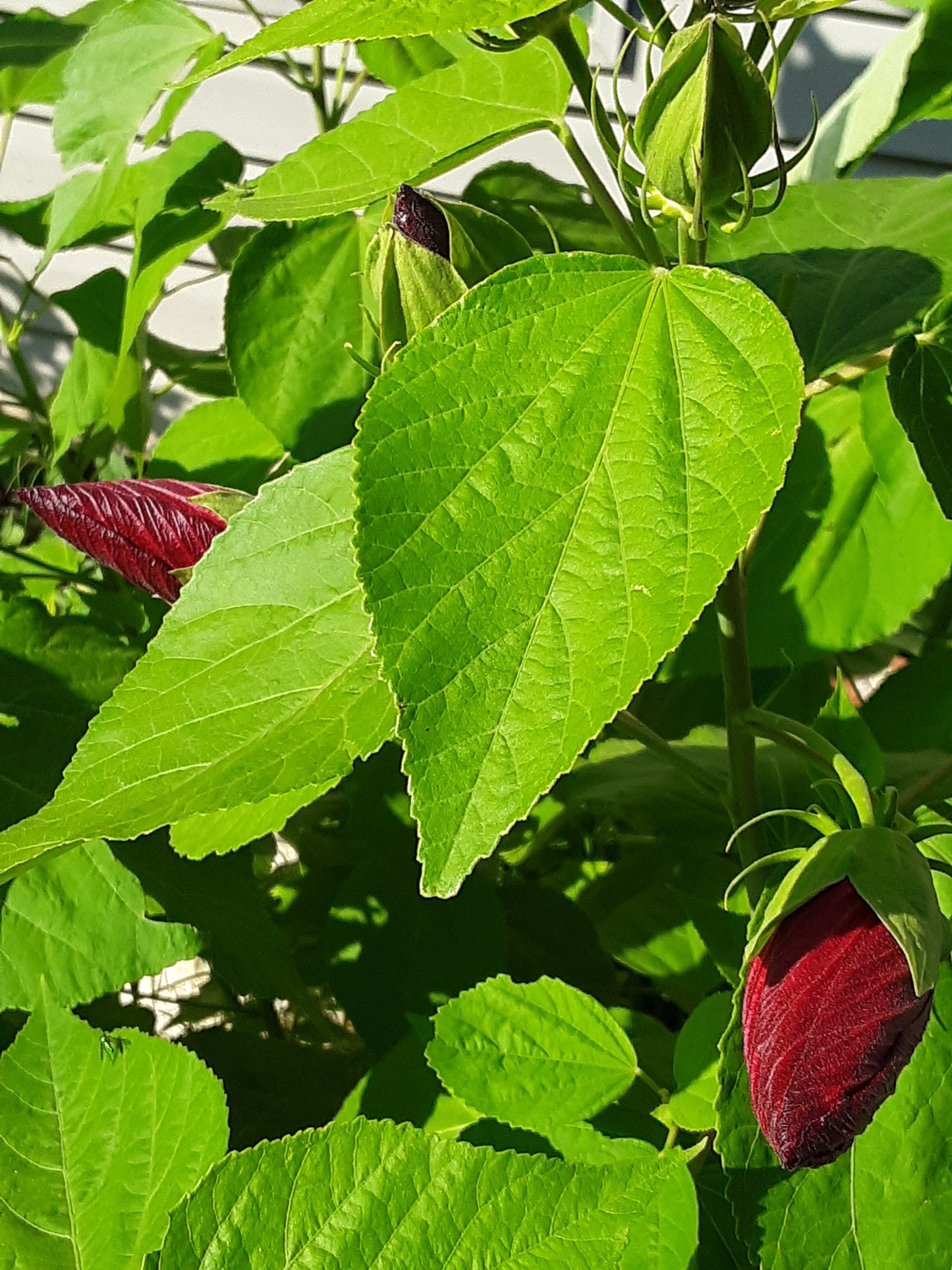 Hibiscus, Tropical Red Hibiscus Seeds