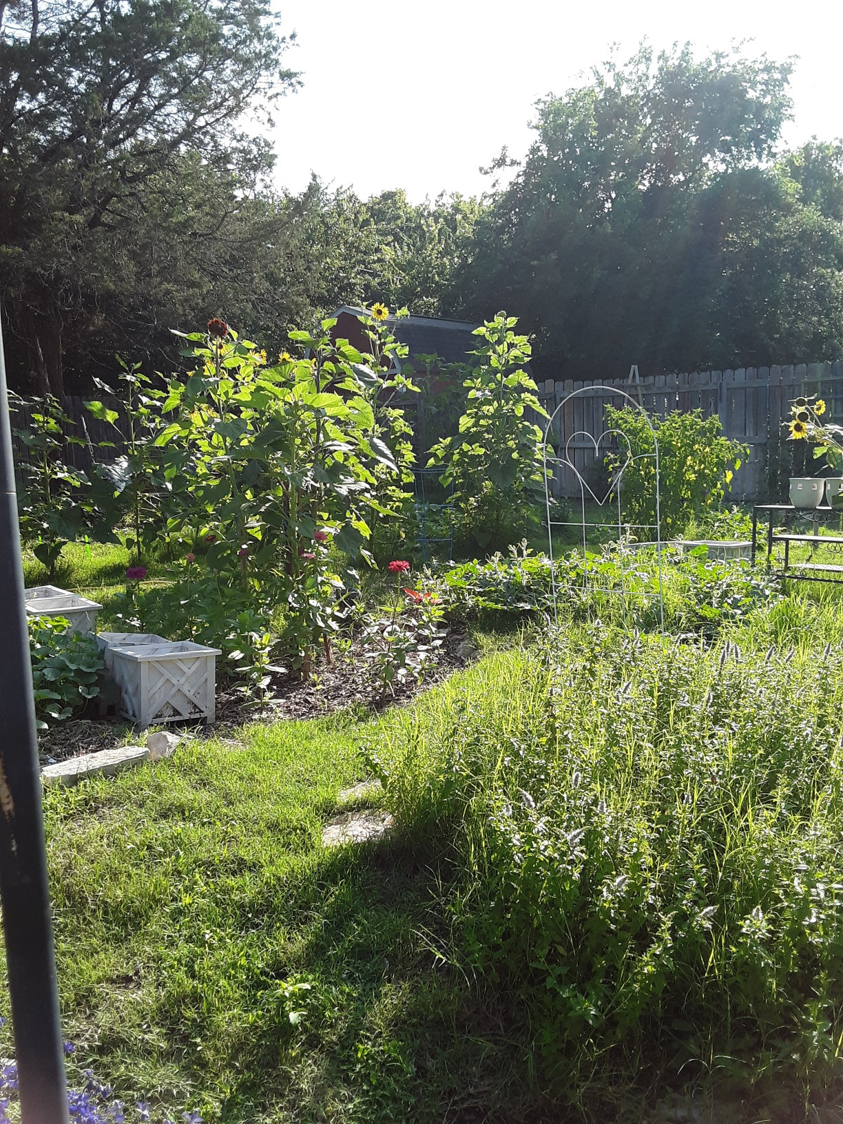 Zinnia Benary's Large Scarlet Zinnias Seeds